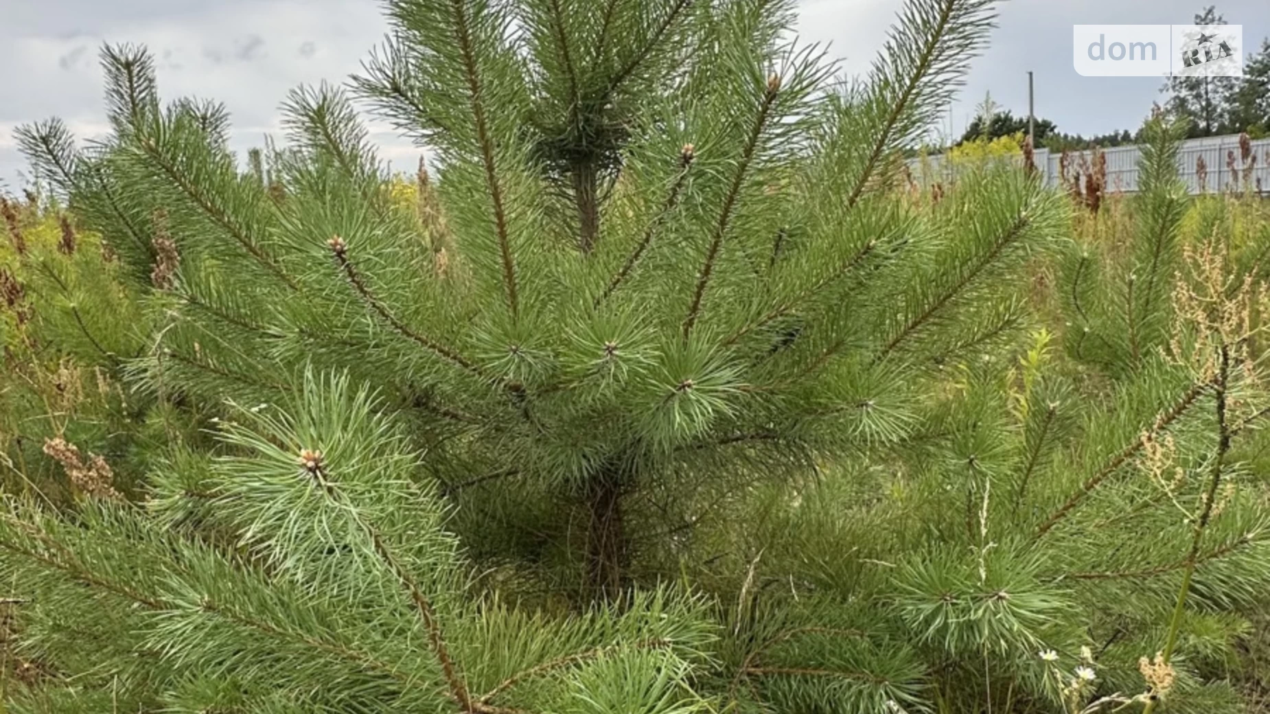 Сонячний Промінь Озерное, цена: 7200 $ - фото 5