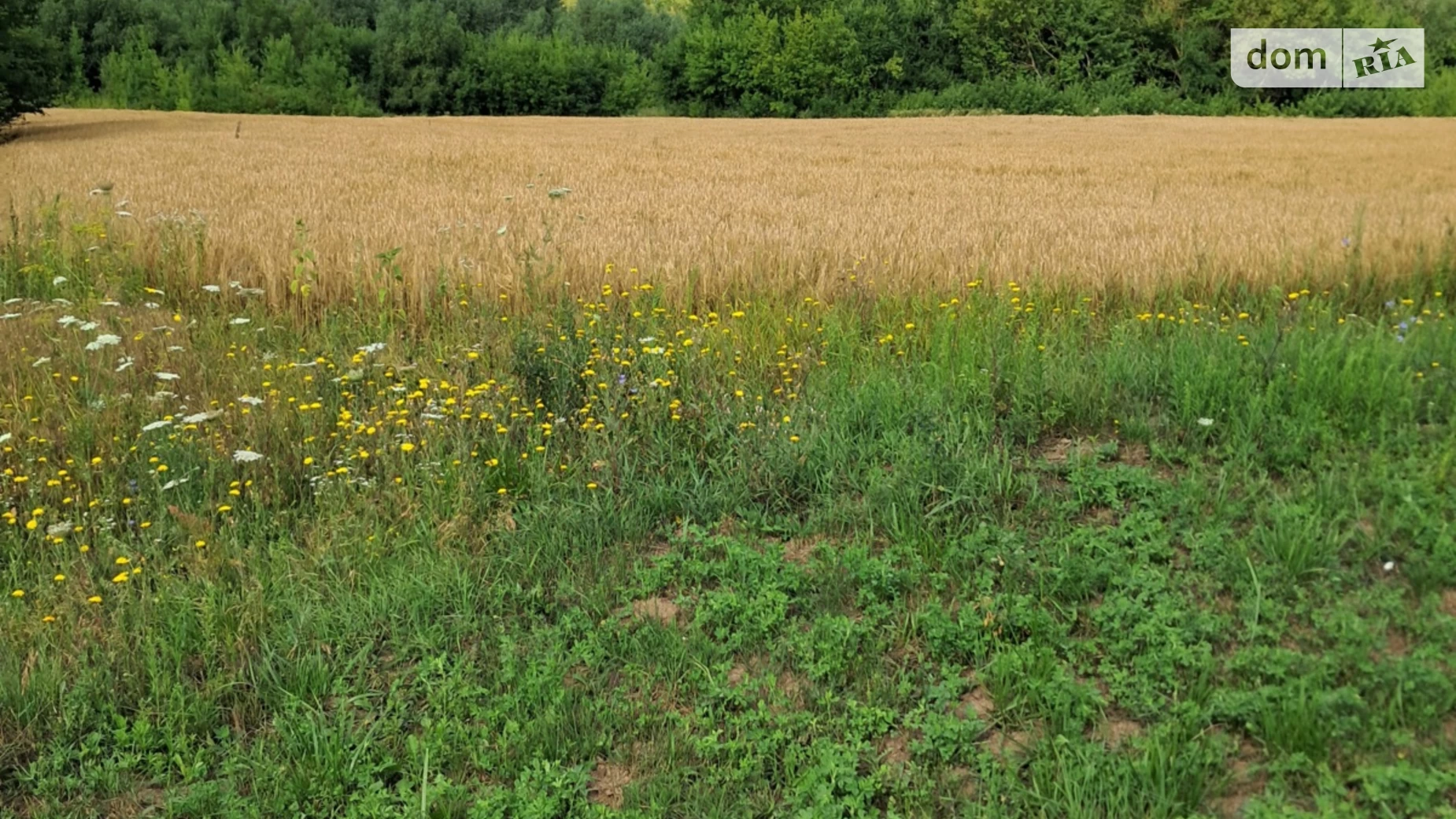 Вороновица, цена: 3000 $ - фото 4