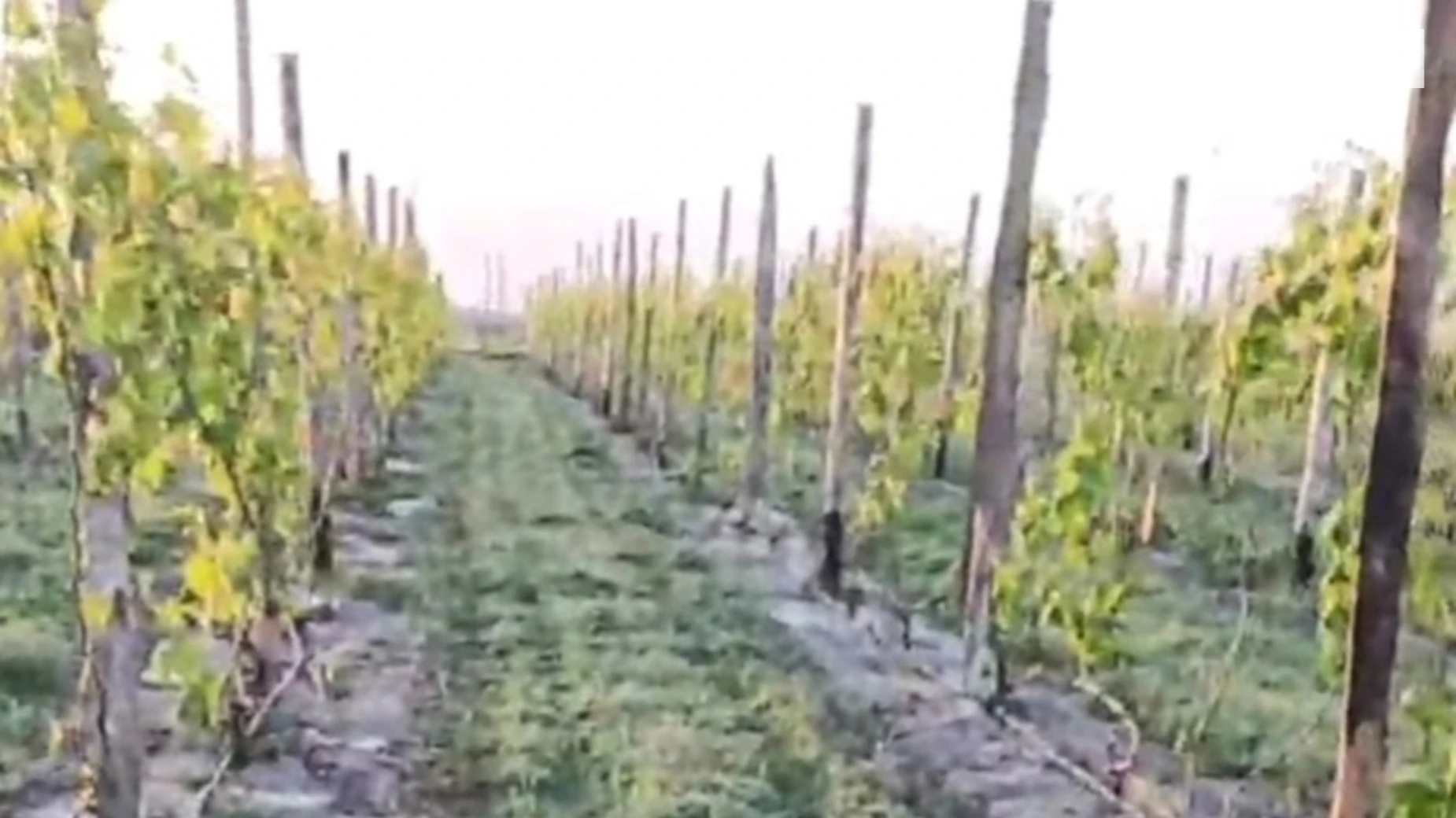 Продается земельный участок 2.5 соток в Николаевской области, цена: 500000 $ - фото 3