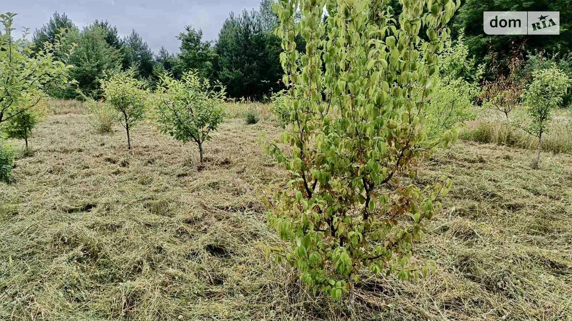 Здоровка, цена: 33000 $ - фото 3