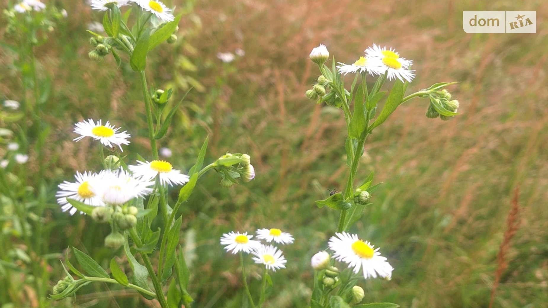 Продается земельный участок 12 соток в Закарпатской области, цена: 11040 $ - фото 2