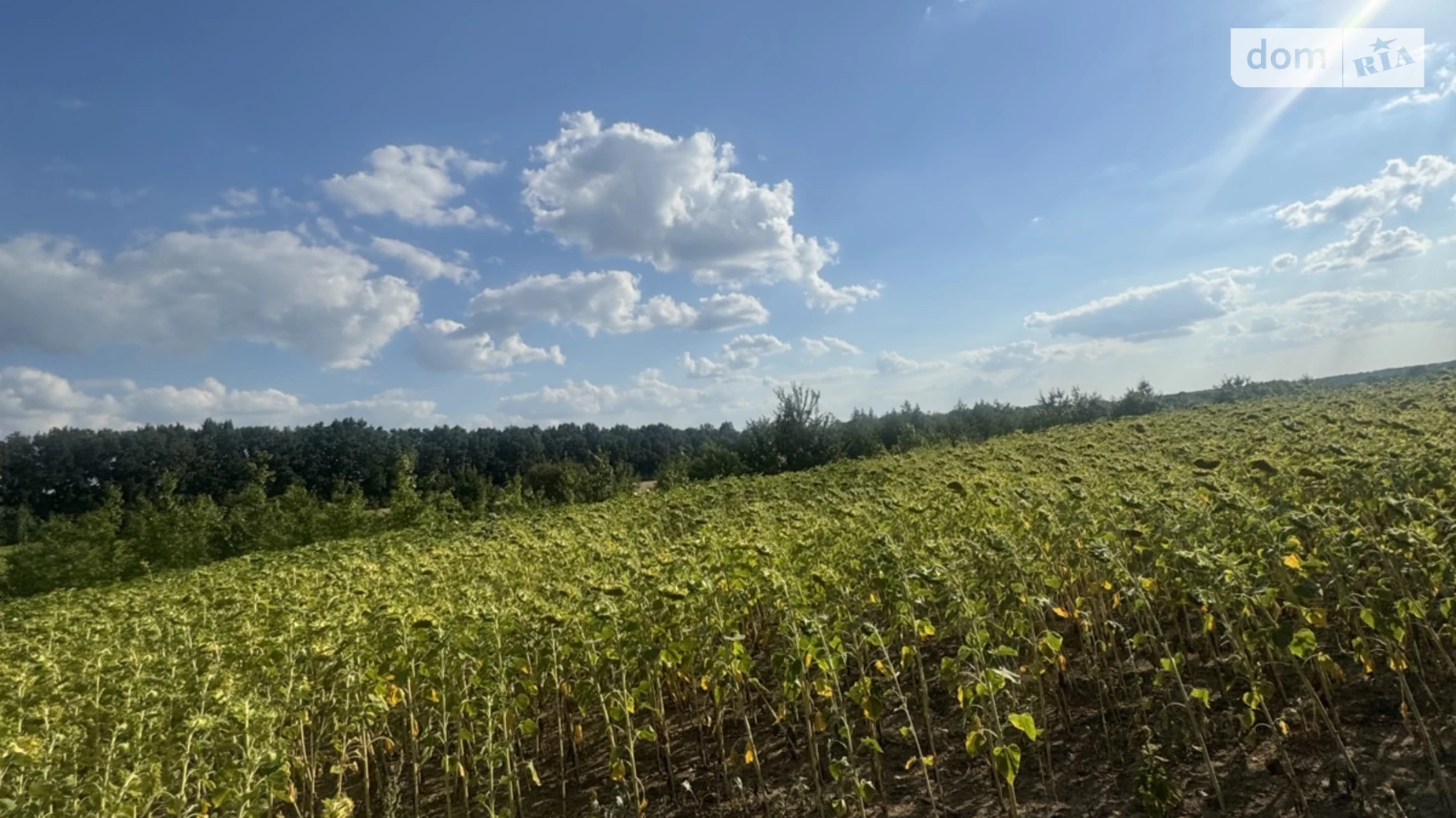 Вороновица, цена: 12000 $ - фото 3