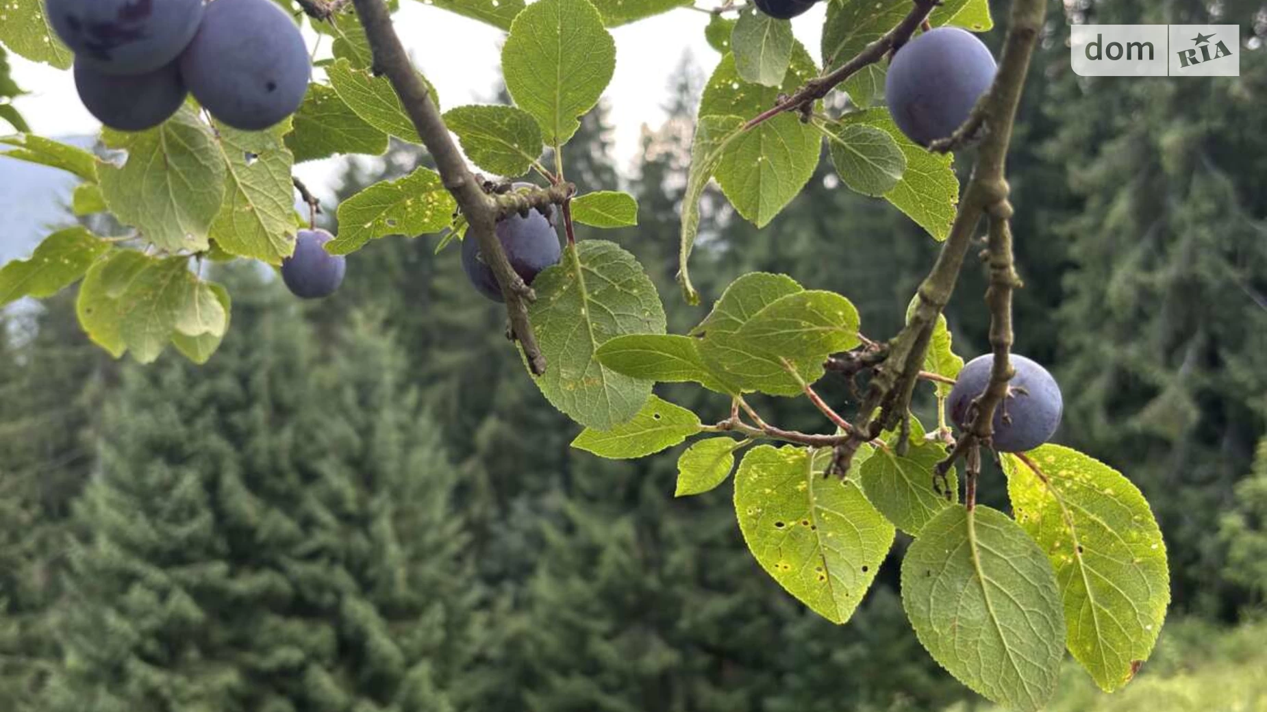 Продается земельный участок 28.02 соток в Ивано-Франковской области, цена: 70000 $ - фото 2