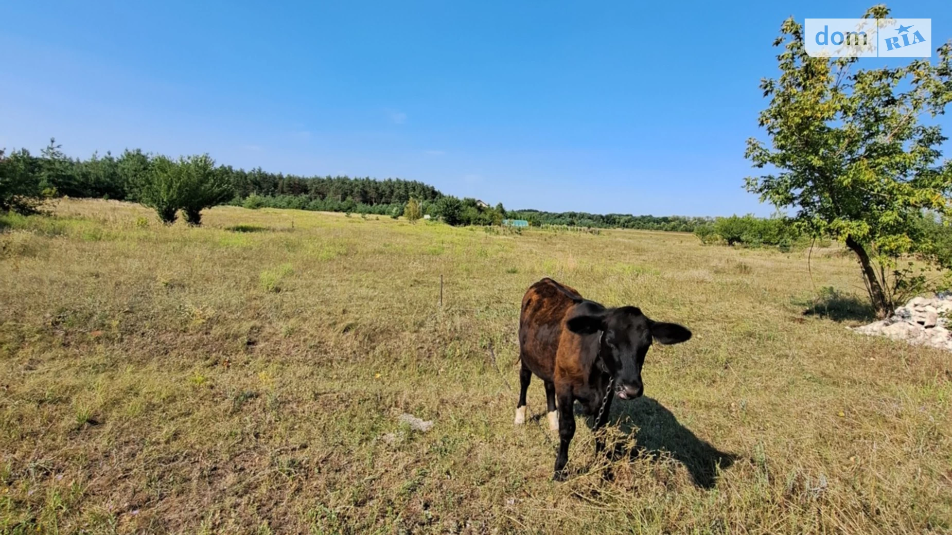 Продається земельна ділянка 24.87 соток у Полтавській області, цена: 15000 $ - фото 5