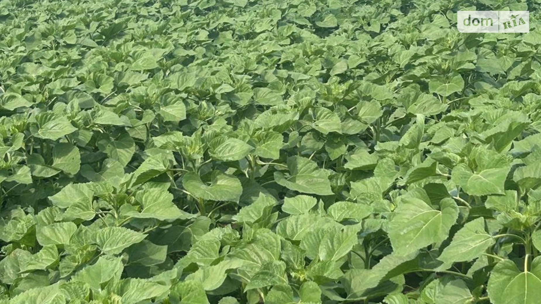 Продается земельный участок 5.916 соток в Днепропетровской области, цена: 533700 грн - фото 2