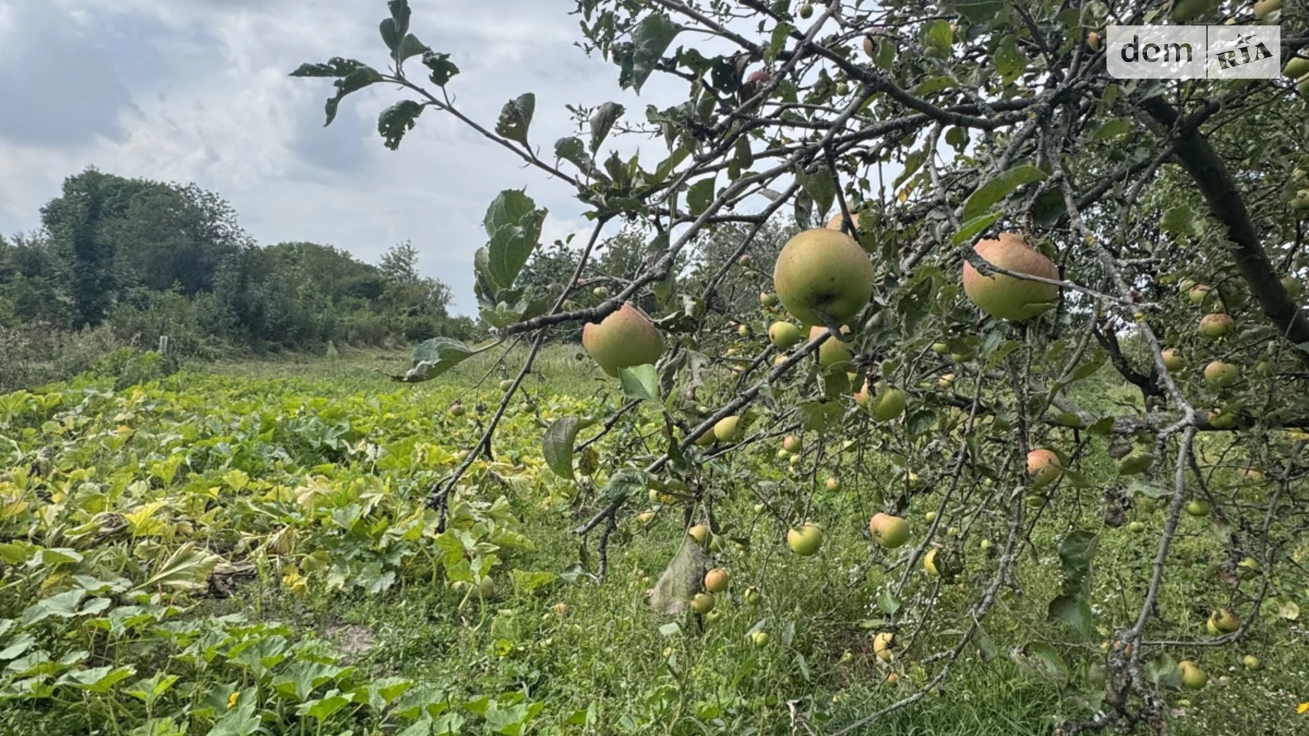 Продается земельный участок 24 соток в Винницкой области, цена: 25500 $ - фото 5