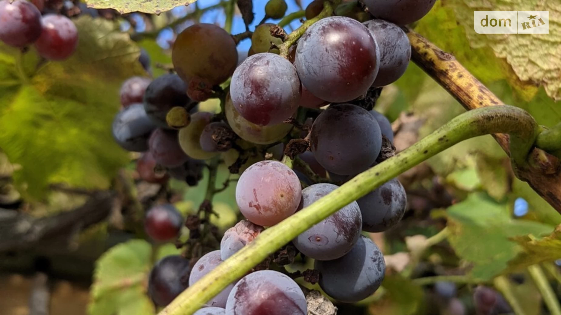 Продается земельный участок 41.64 соток в Винницкой области, цена: 145000 $ - фото 2