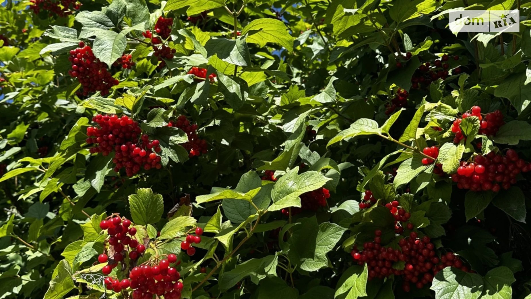 Продается земельный участок 41.64 соток в Винницкой области, цена: 145000 $ - фото 3