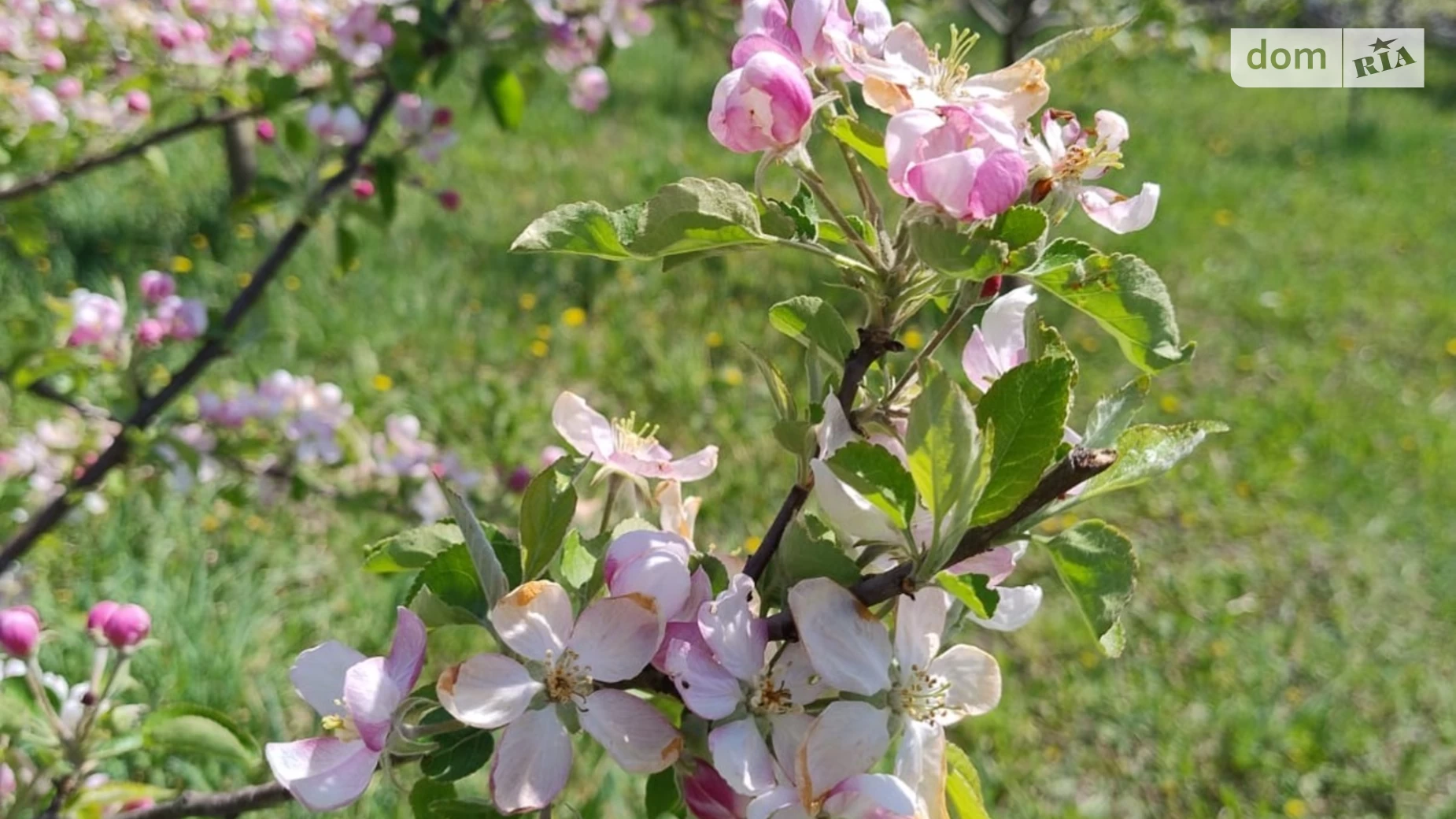 ул. Центральная Правдовка, цена: 12000 $ - фото 3