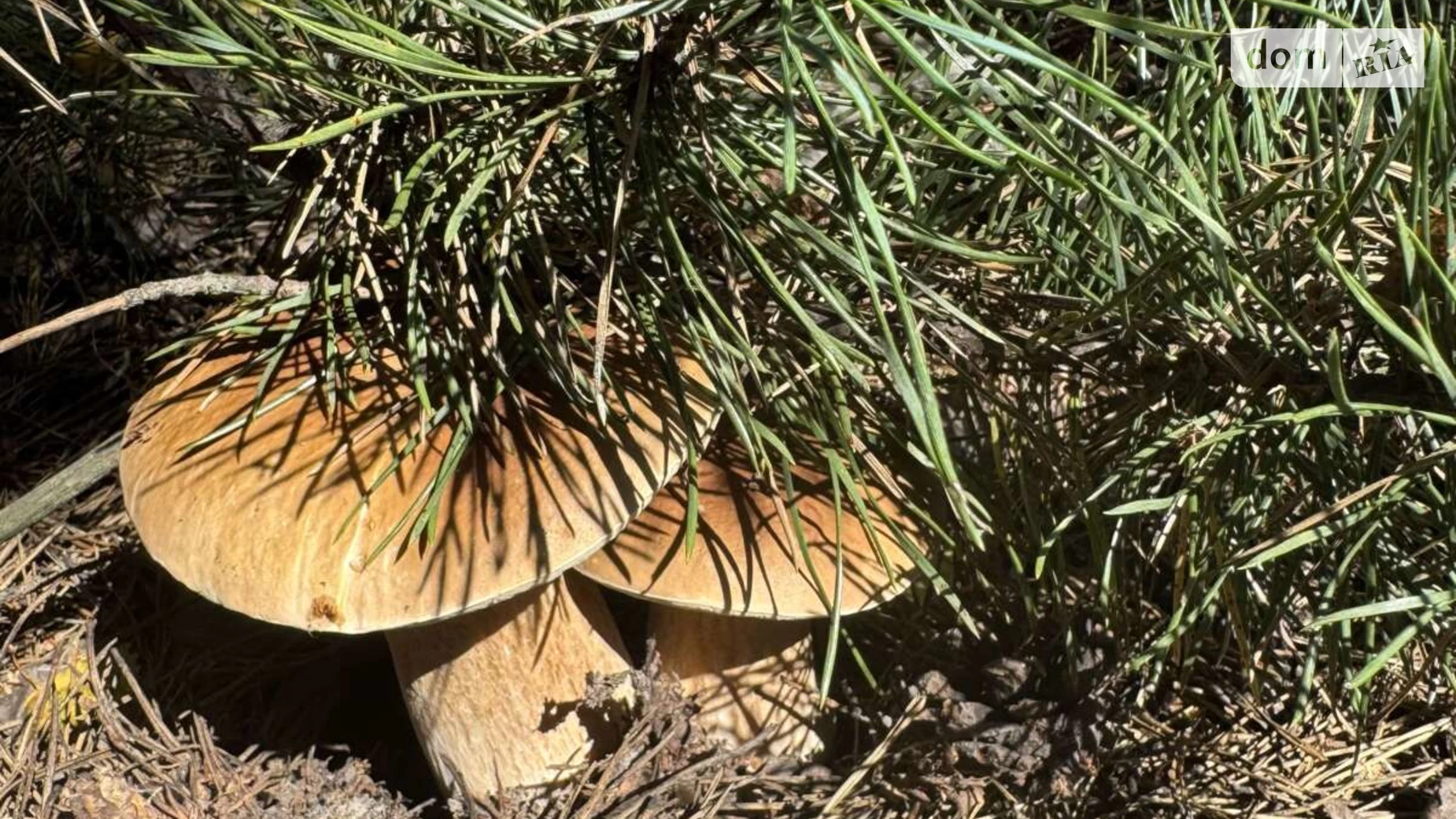 Продается земельный участок 59.4 соток в Киевской области, цена: 8900 $ - фото 5