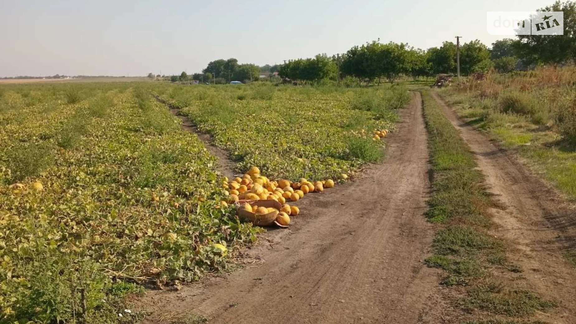 Здається в оренду земельна ділянка 14 соток у Одеській області, цена: 47875 грн - фото 3