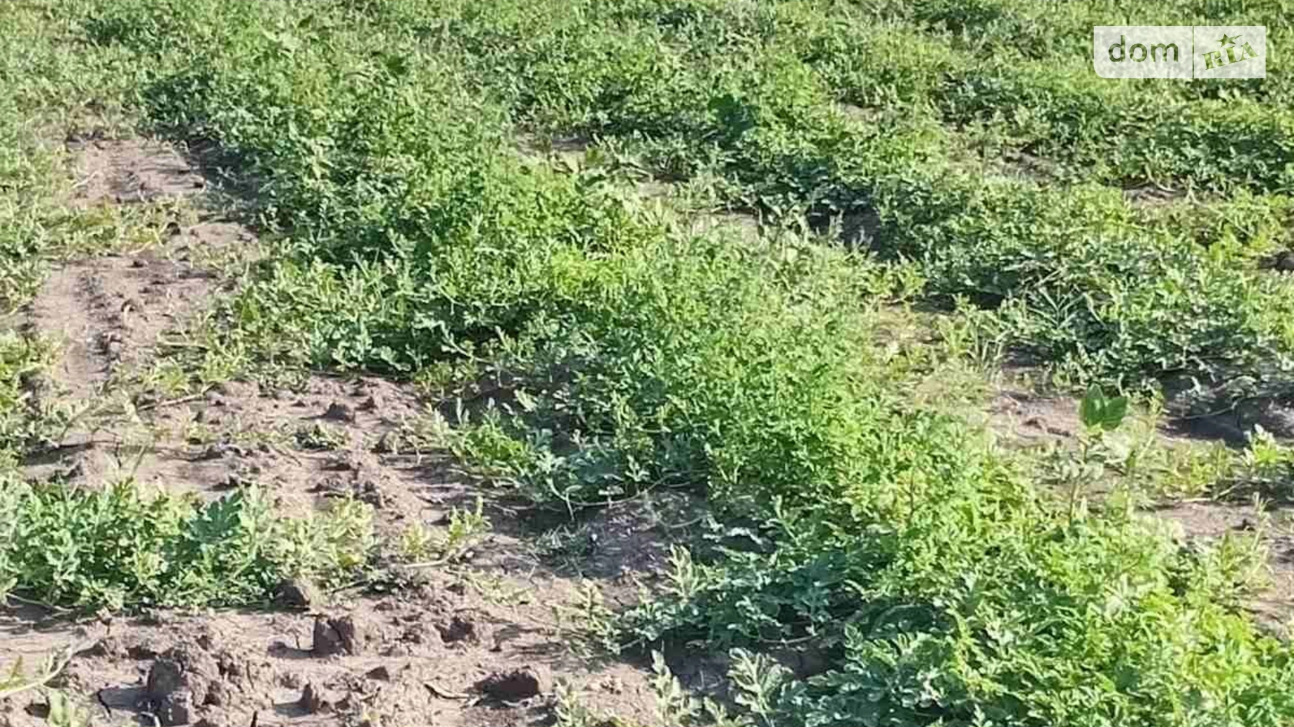 Здається в оренду земельна ділянка 14 соток у Одеській області, цена: 47875 грн - фото 4