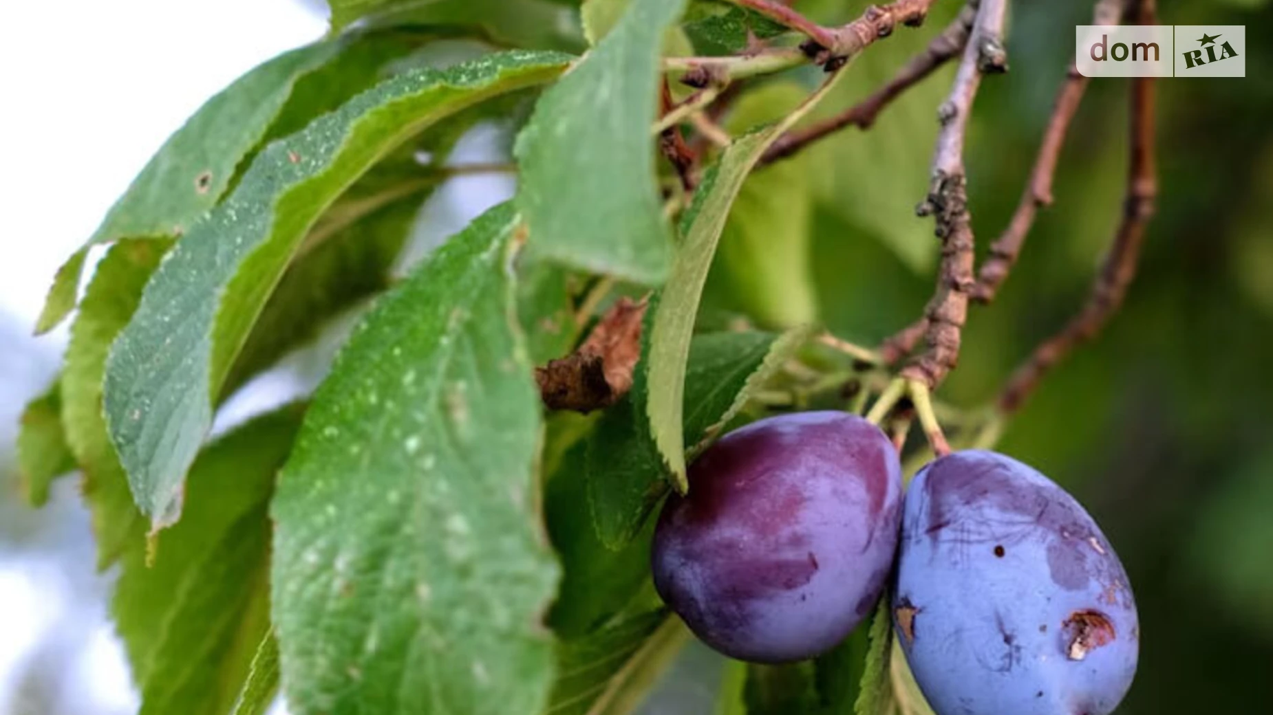 Продается земельный участок 12 соток в Хмельницкой области, цена: 15000 $ - фото 2