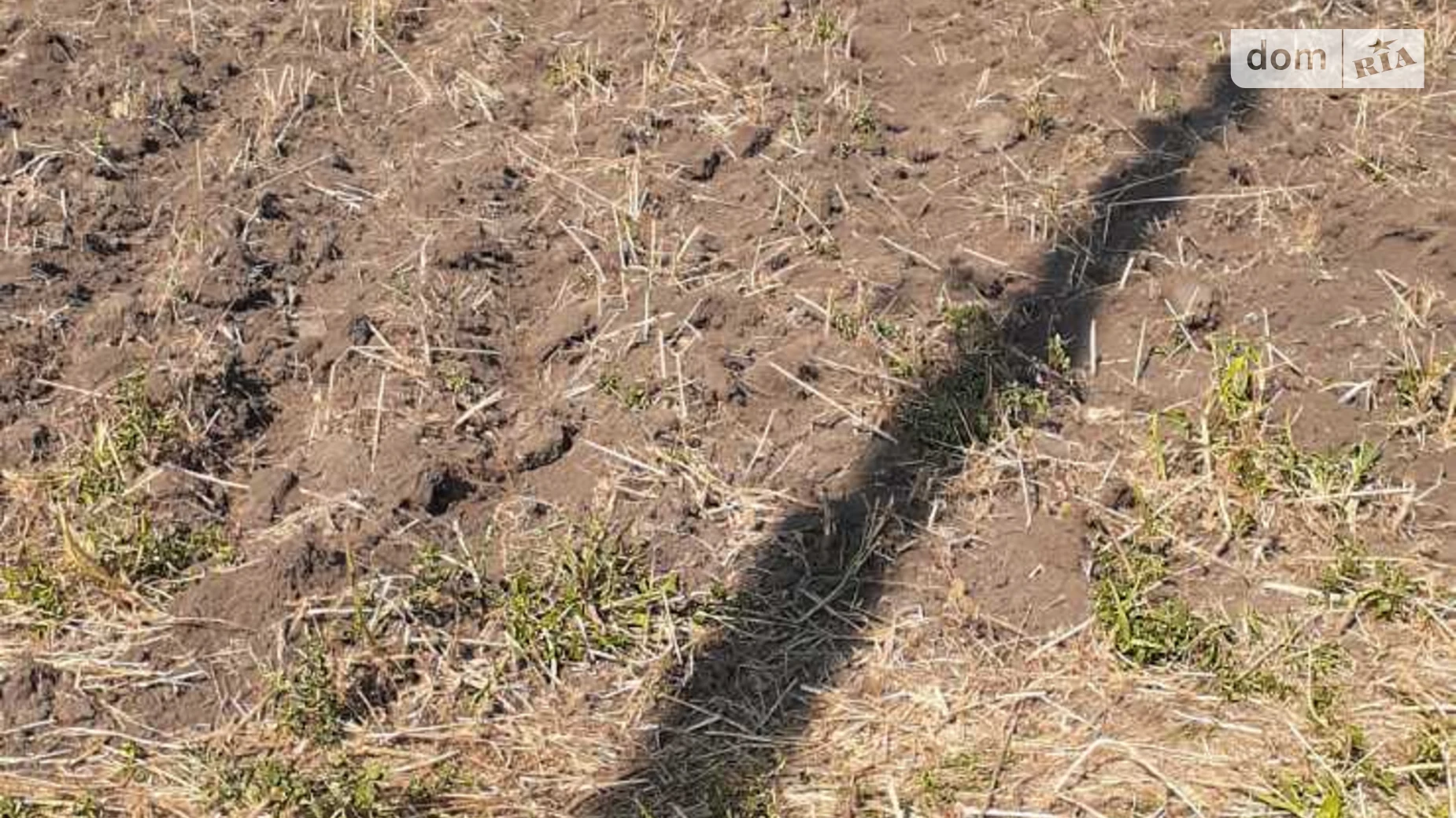 Зелений Бір, цена: 20000 $ - фото 2