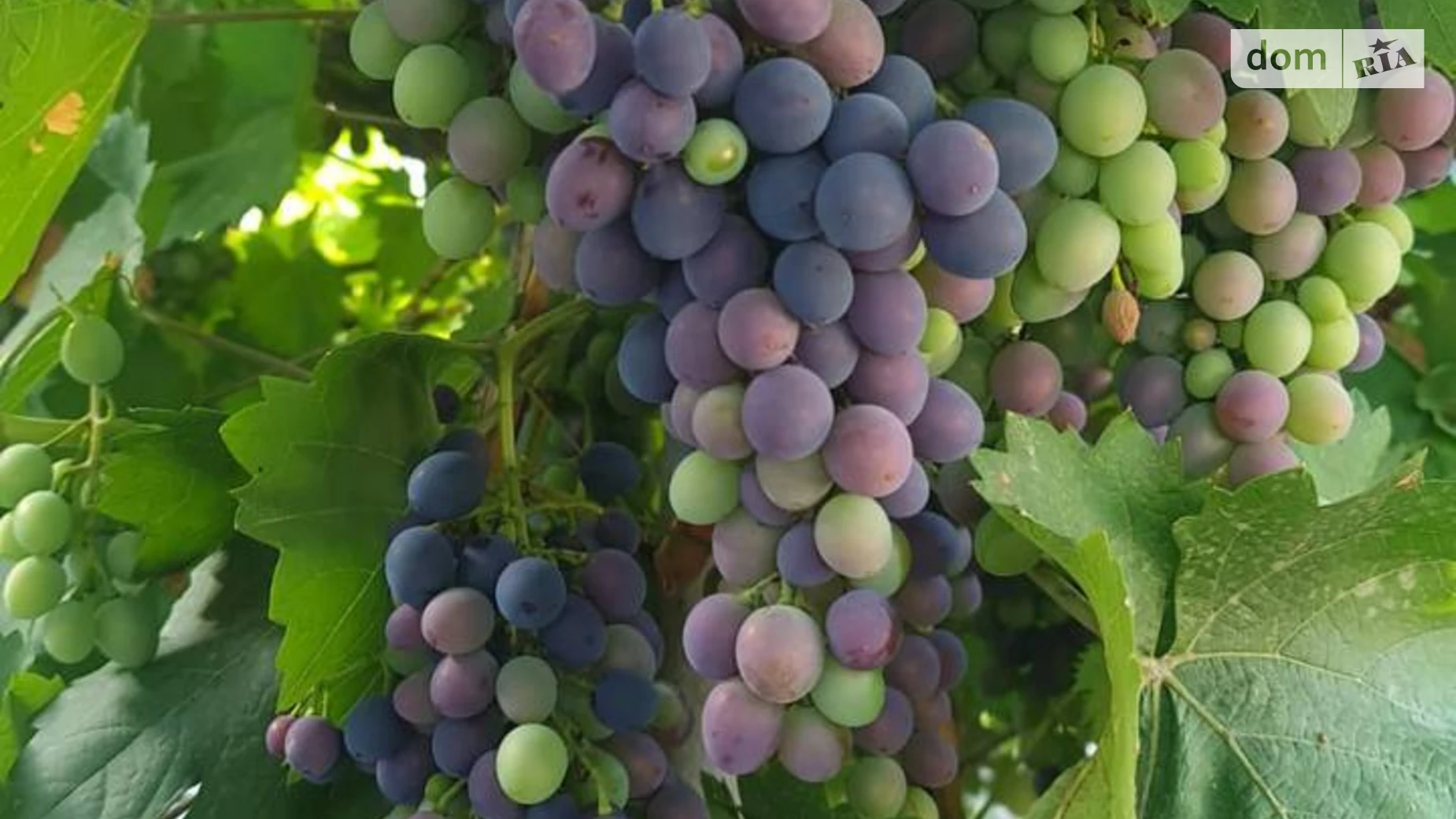 Продается дом на 3 этажа 400 кв. м с участком, цена: 185000 $ - фото 5