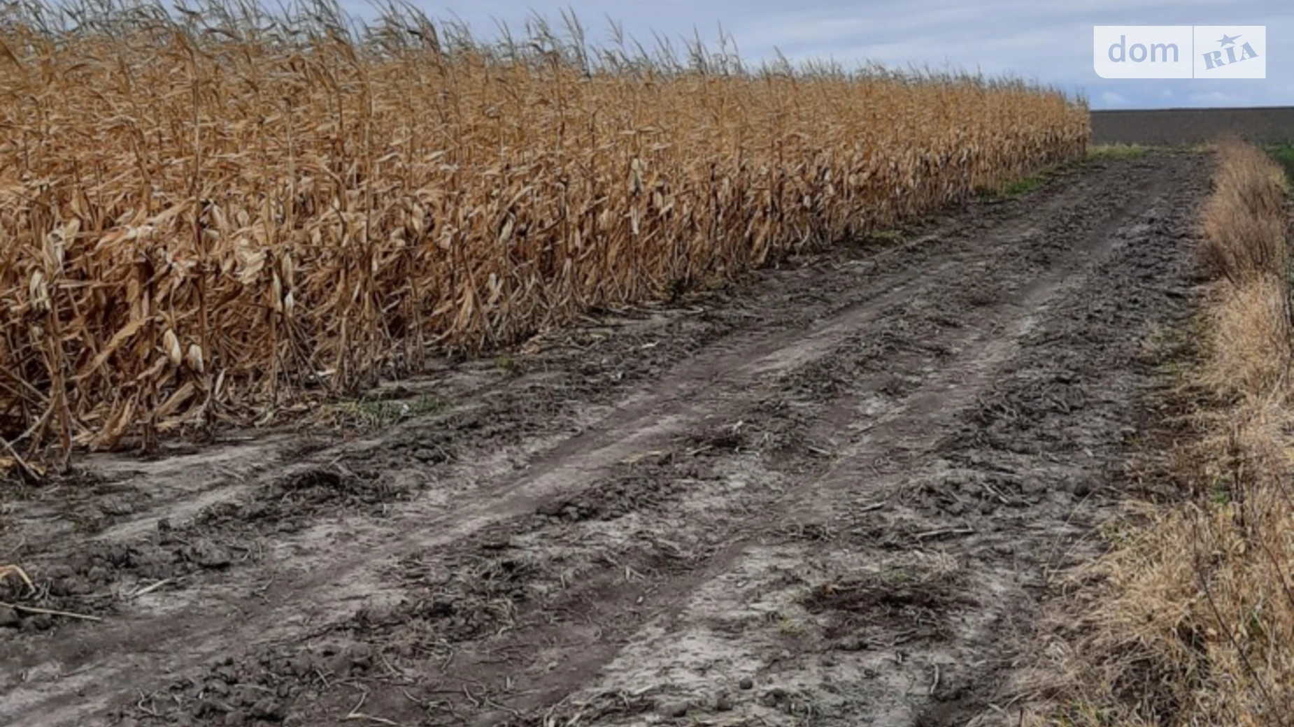 вул. Центральна(Жовтнева) Деремезна, цена: 5500 $ - фото 2