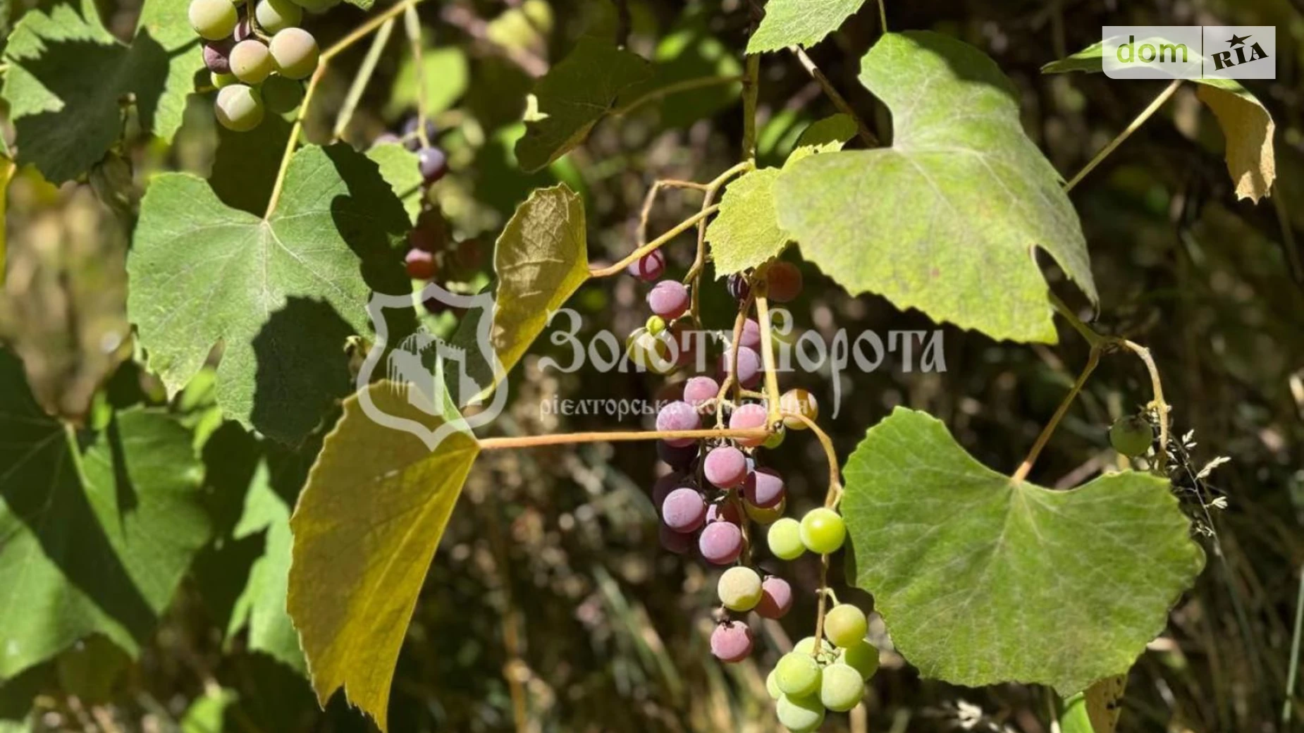 масив Горобина, 35 Старые Безрадичи, цена: 8000 $ - фото 3