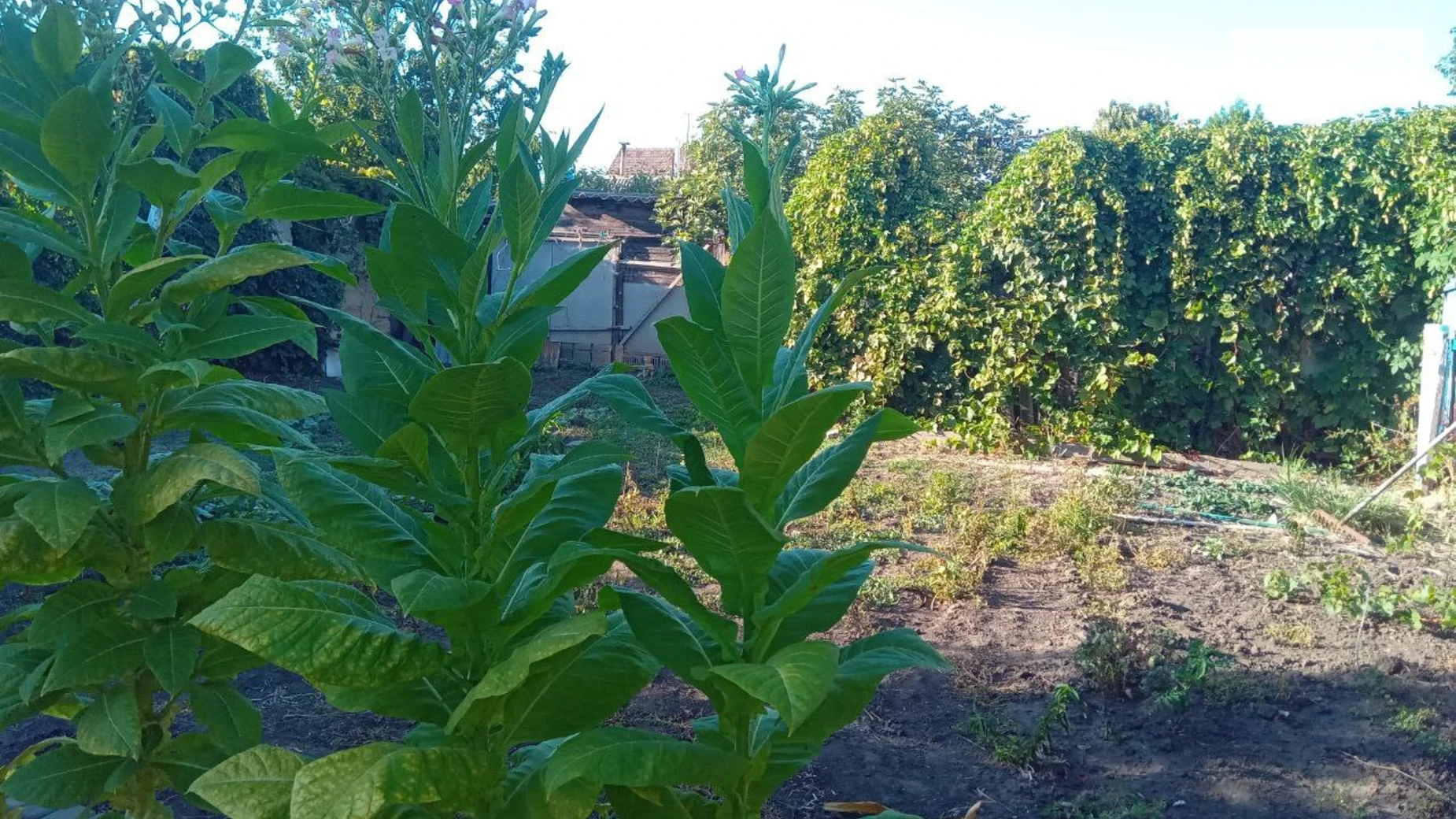 ул. 14-я Линия Люстдорфской дороги Чубаевка Одесса, цена: 75000 $ - фото 4