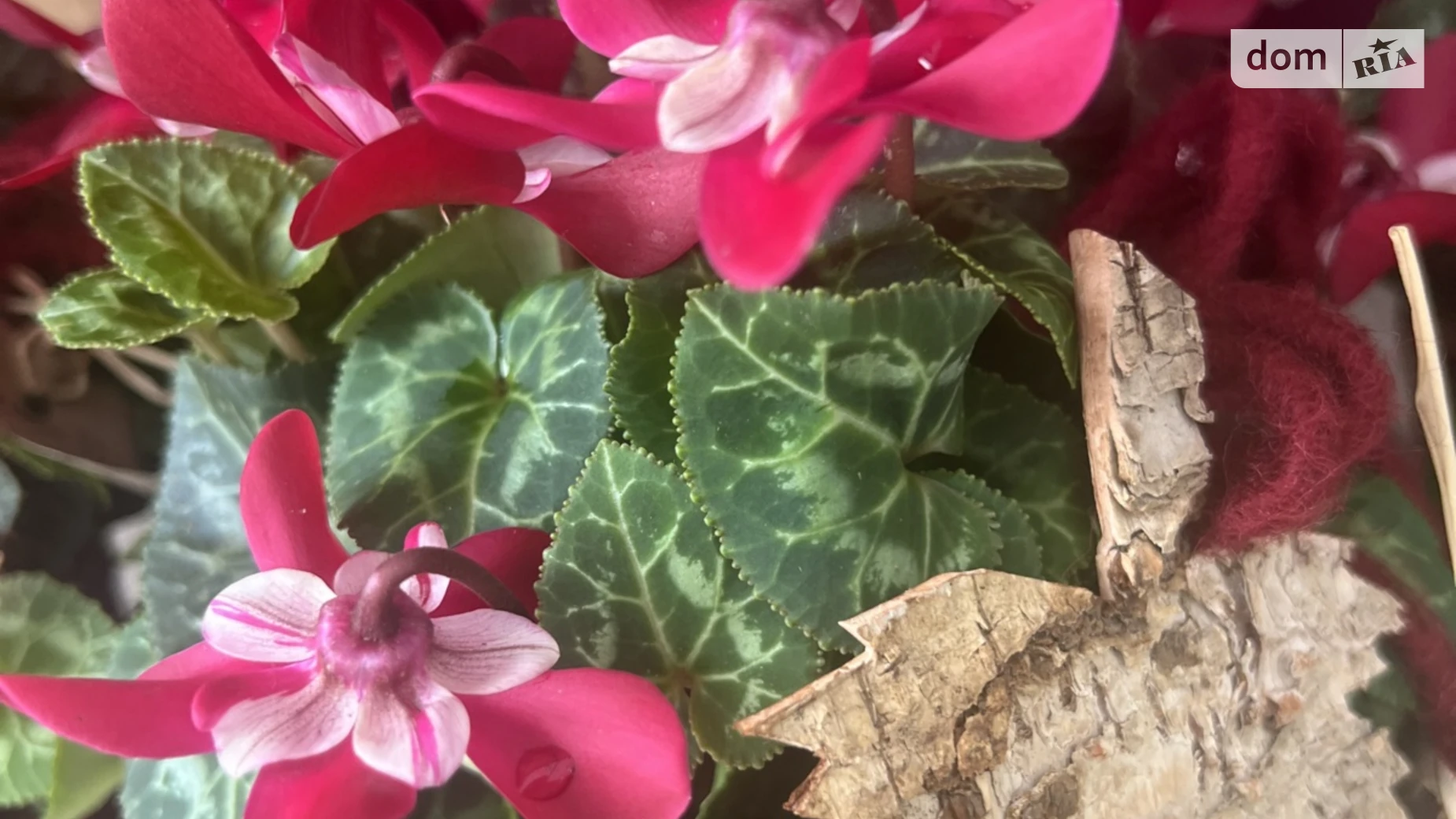 Продається 1-кімнатна квартира 50 кв. м у Ужгороді, вул. Собранецька - фото 3