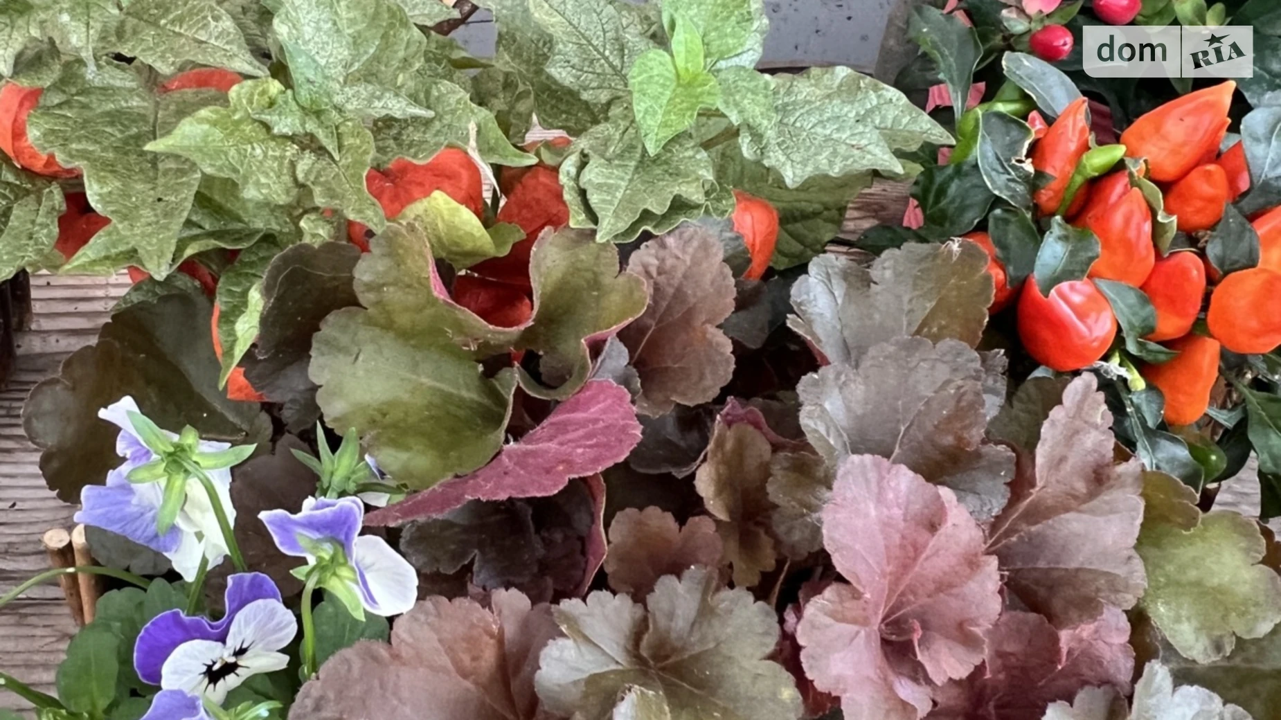 Продається 1-кімнатна квартира 50 кв. м у Ужгороді, вул. Собранецька - фото 4