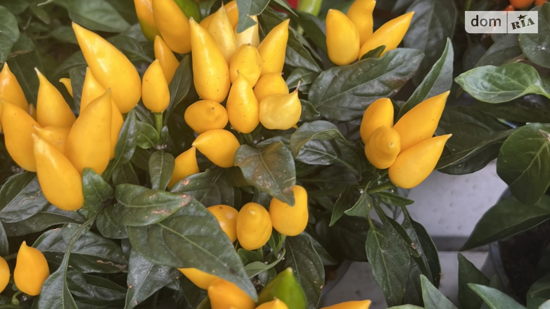 Продається 1-кімнатна квартира 50 кв. м у Ужгороді, вул. Собранецька - фото 2