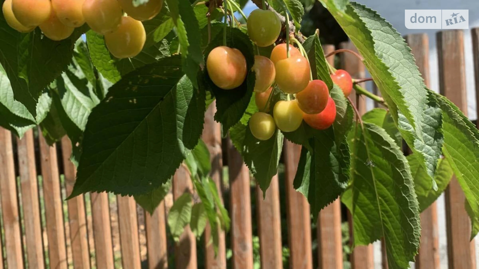 Продается одноэтажный дом 49.1 кв. м с подвалом, цена: 16000 $ - фото 2