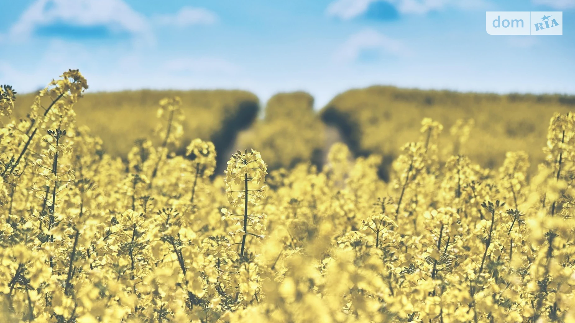 Продается земельный участок 10 соток в Житомирской области, цена: 3000 $ - фото 3