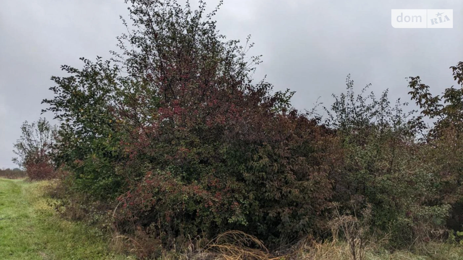 урочище Біля Мудрої Клузов, цена: 20000 $ - фото 4