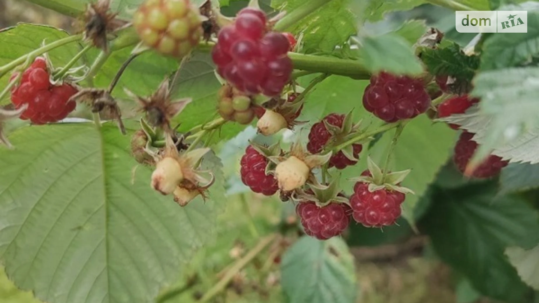 Продается одноэтажный дом 111.6 кв. м с участком, цена: 46800 $ - фото 5