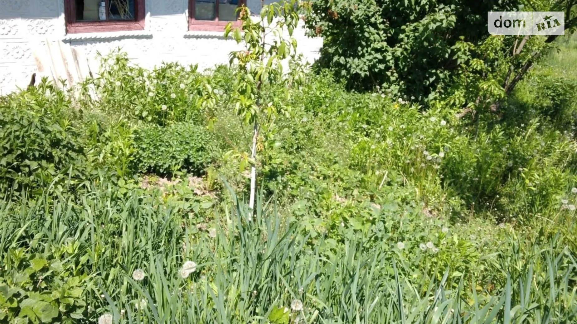 Продается одноэтажный дом 49.8 кв. м с подвалом, цена: 6000 $ - фото 3