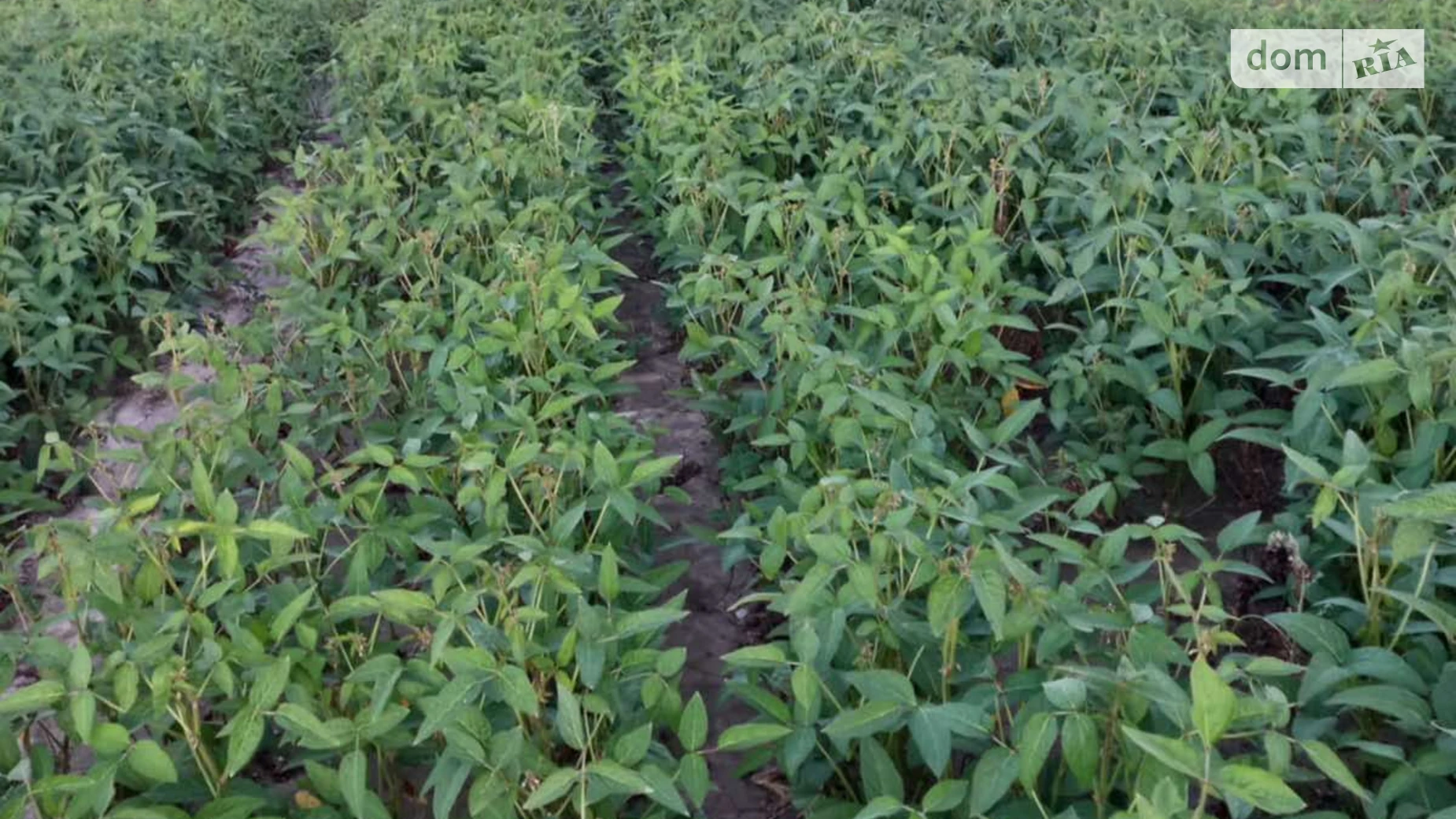 Здається в оренду земельна ділянка 14.7003 соток у Вінницькій області, цена: 21042 грн - фото 2