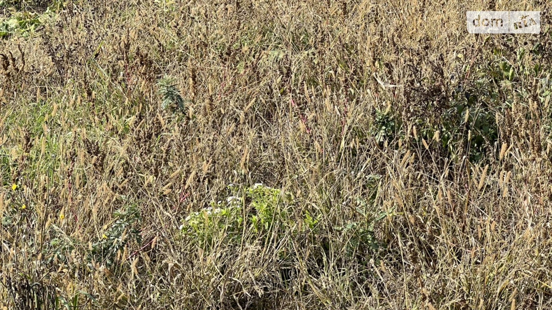 мас. Благодатный Прибужское (Шкуринци), цена: 100000 $ - фото 3