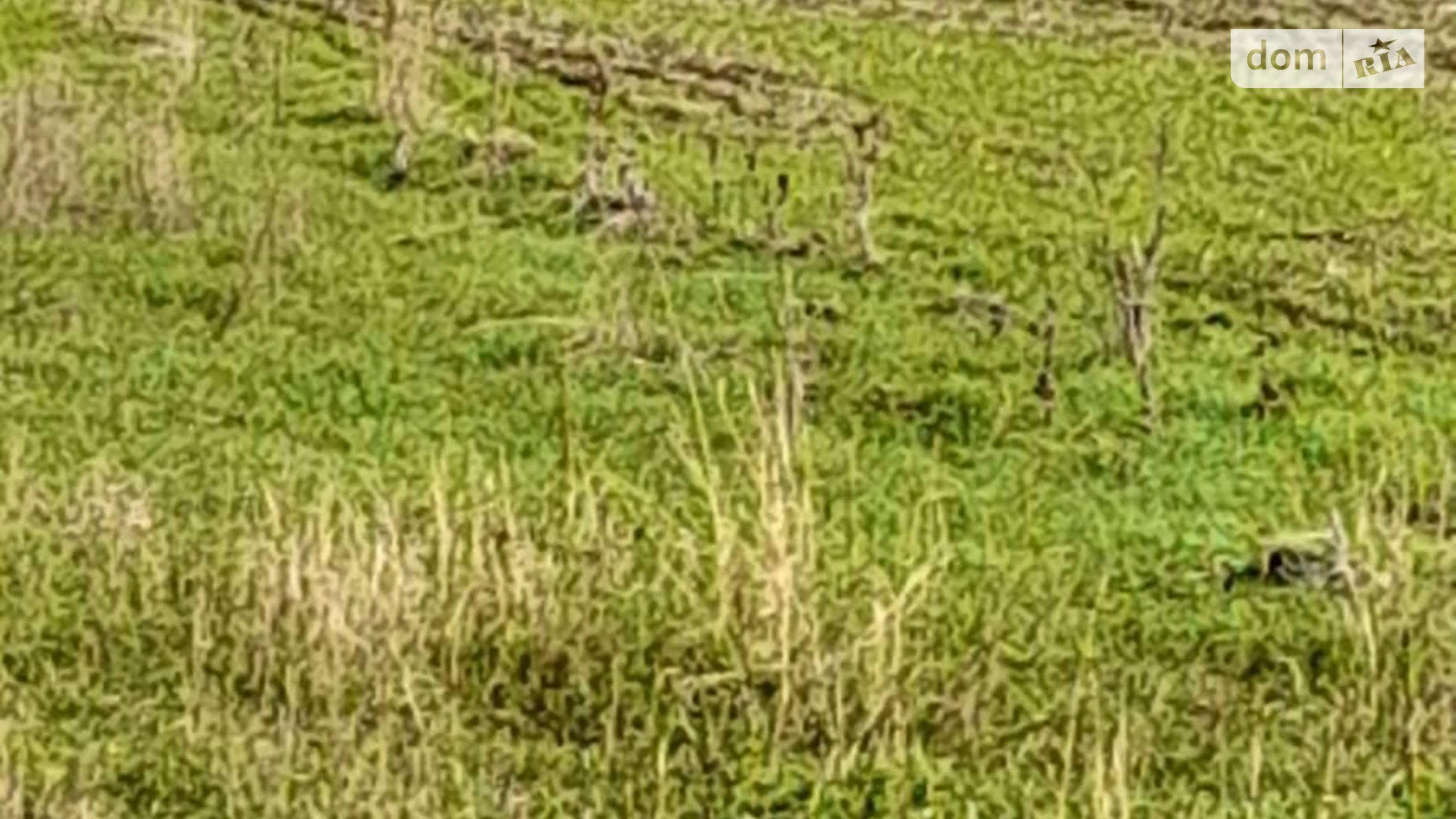 Здається в оренду земельна ділянка 18.3312 соток у Одеській області, цена: 67554 грн - фото 2