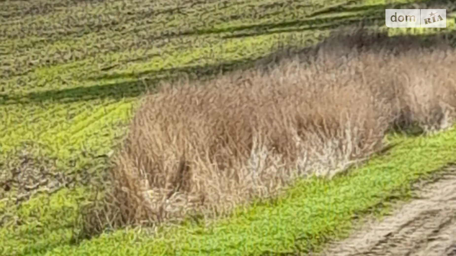 Здається в оренду земельна ділянка 18.3312 соток у Одеській області, цена: 67554 грн - фото 3