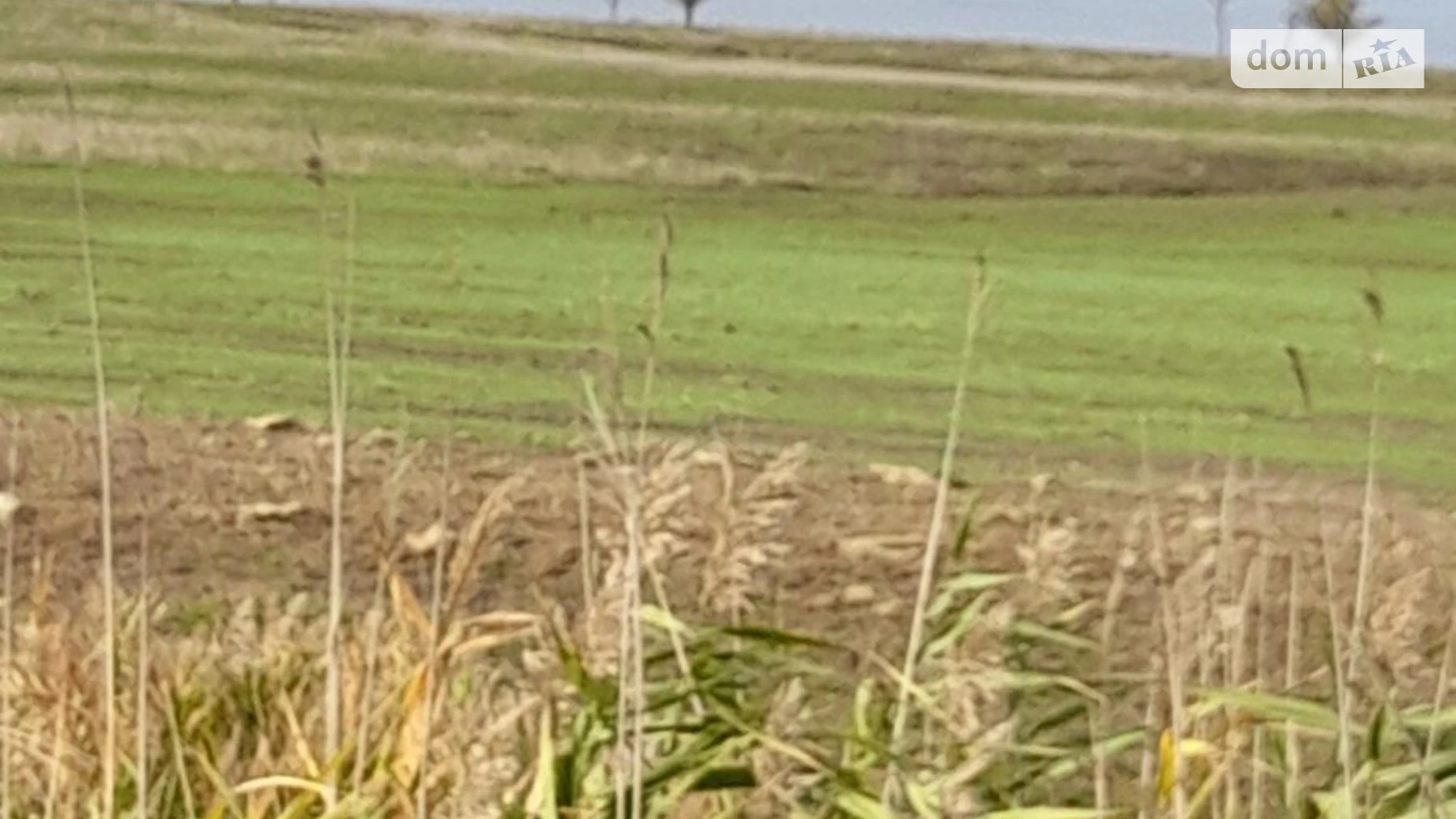 Здається в оренду земельна ділянка 17.8686 соток у Одеській області, цена: 52855 грн - фото 3