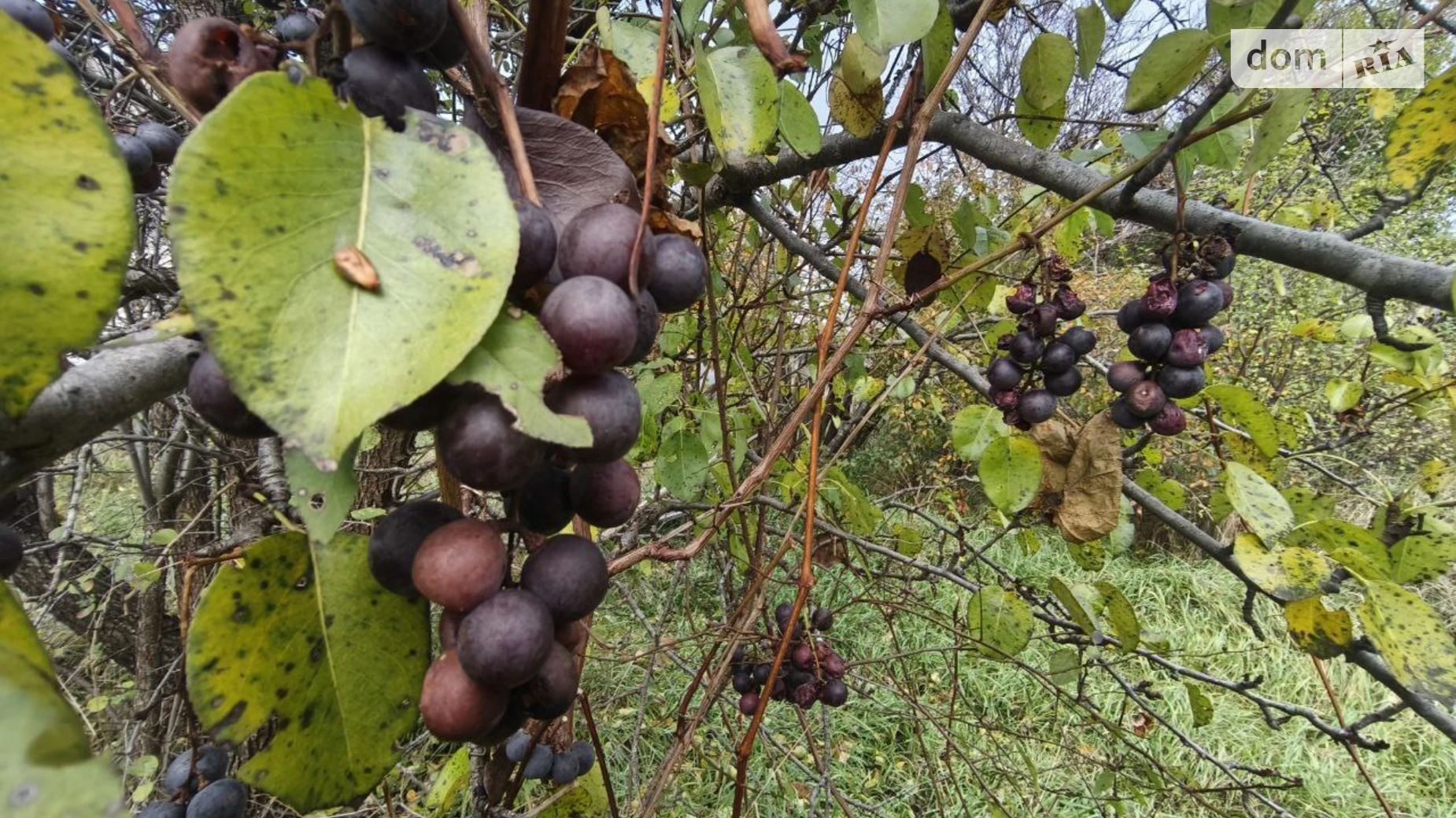 ул. Шевченка Пилиповичи, цена: 8000 $ - фото 5