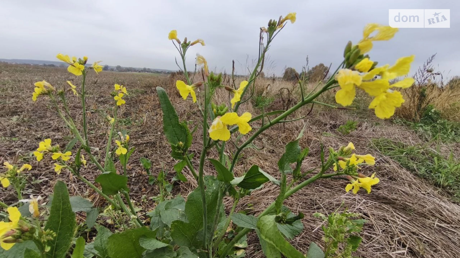 Продається земельна ділянка 25 соток у Київській області, цена: 8000 $ - фото 2
