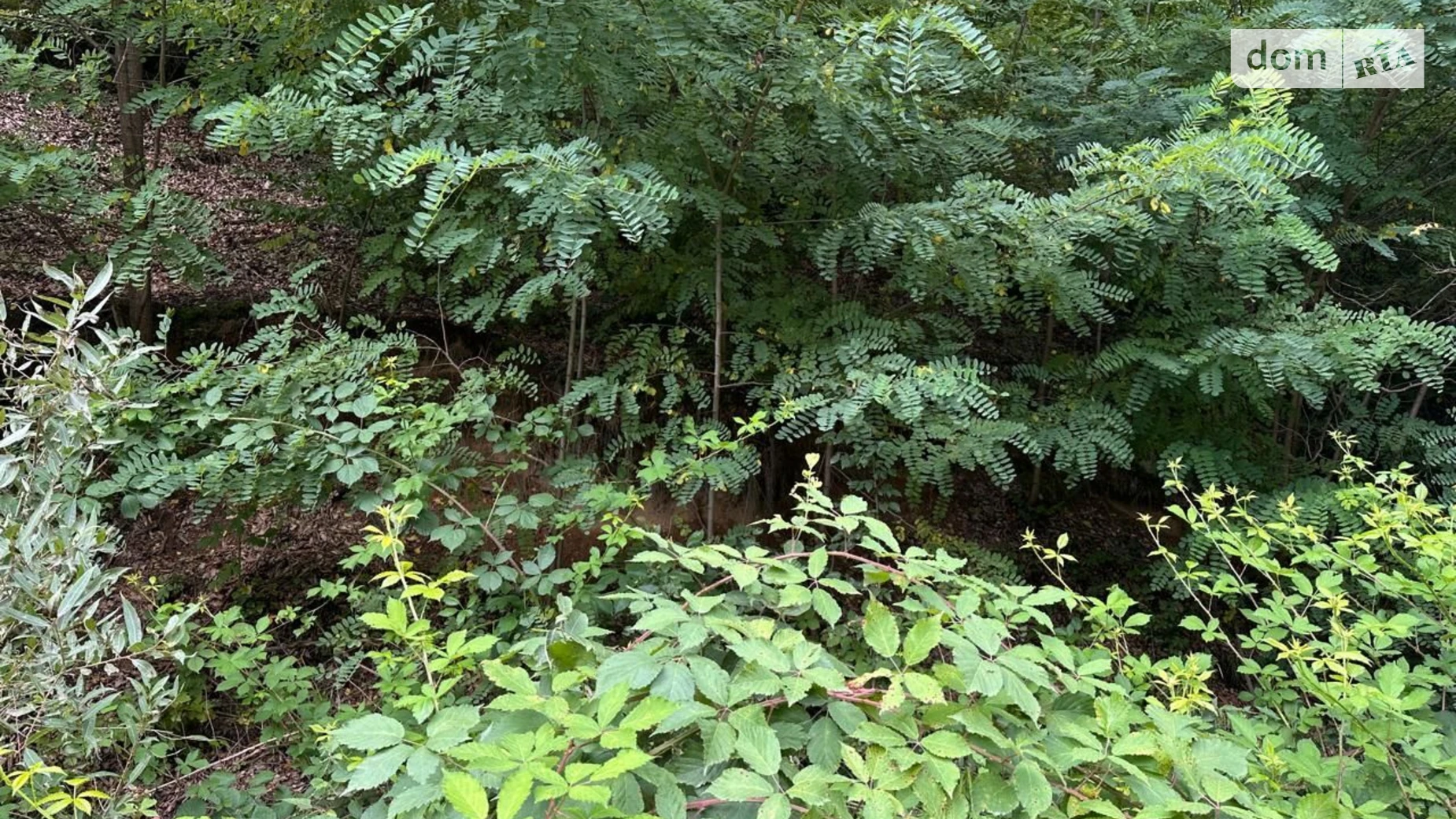 Поляна (Свалява), цена: 53 грн - фото 3