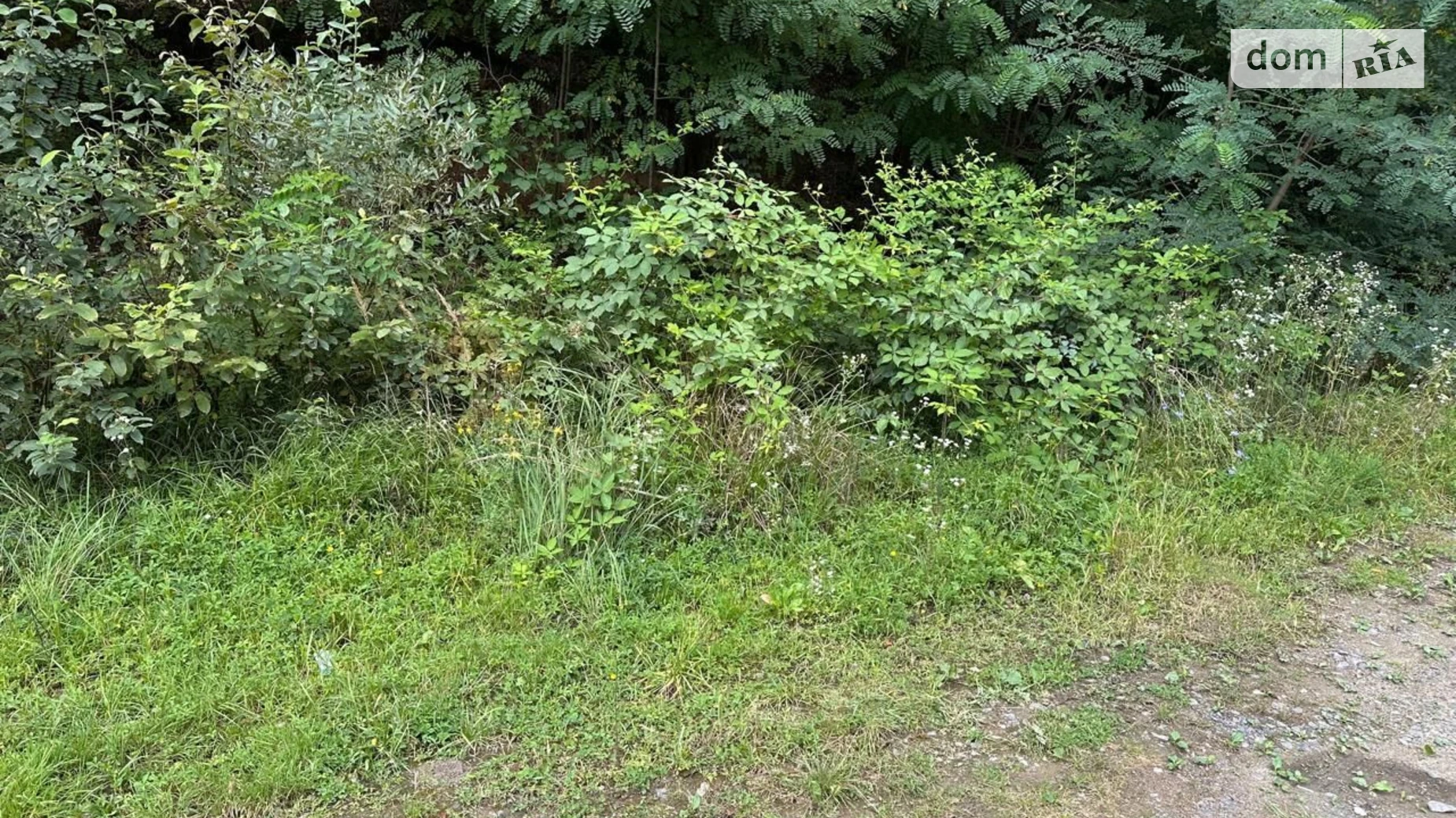 Поляна (Свалява), цена: 53 грн - фото 5