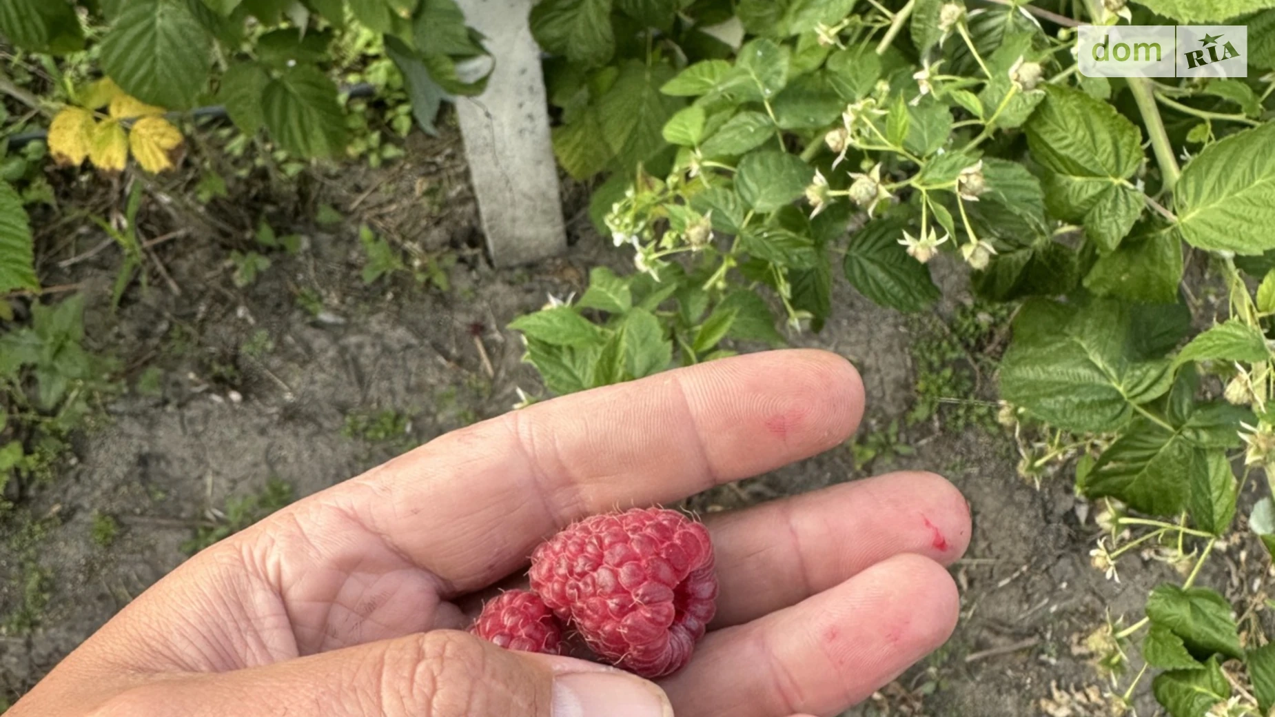 вул. Вороніна Цвіжин, цена: 910 $ - фото 2