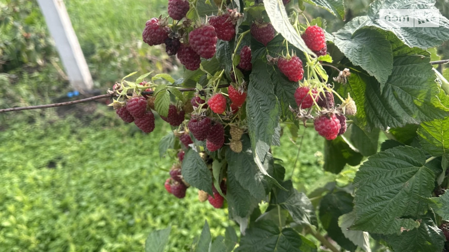 вул. Вороніна Цвіжин, цена: 910 $ - фото 3
