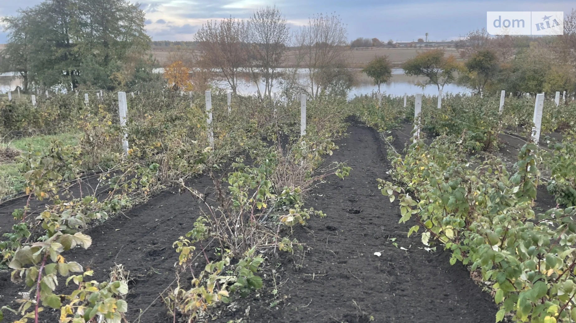 вул. Вороніна Цвіжин, цена: 910 $ - фото 4
