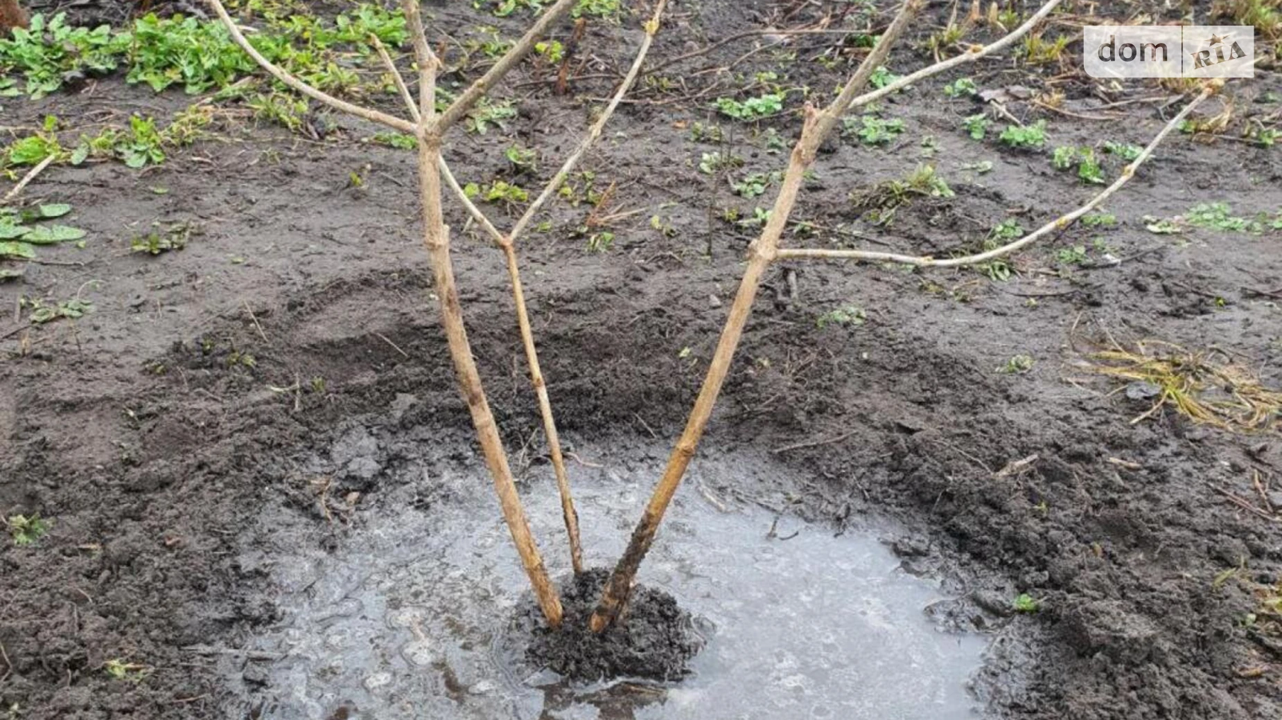 Продается одноэтажный дом 29.1 кв. м с участком, цена: 39000 $ - фото 4