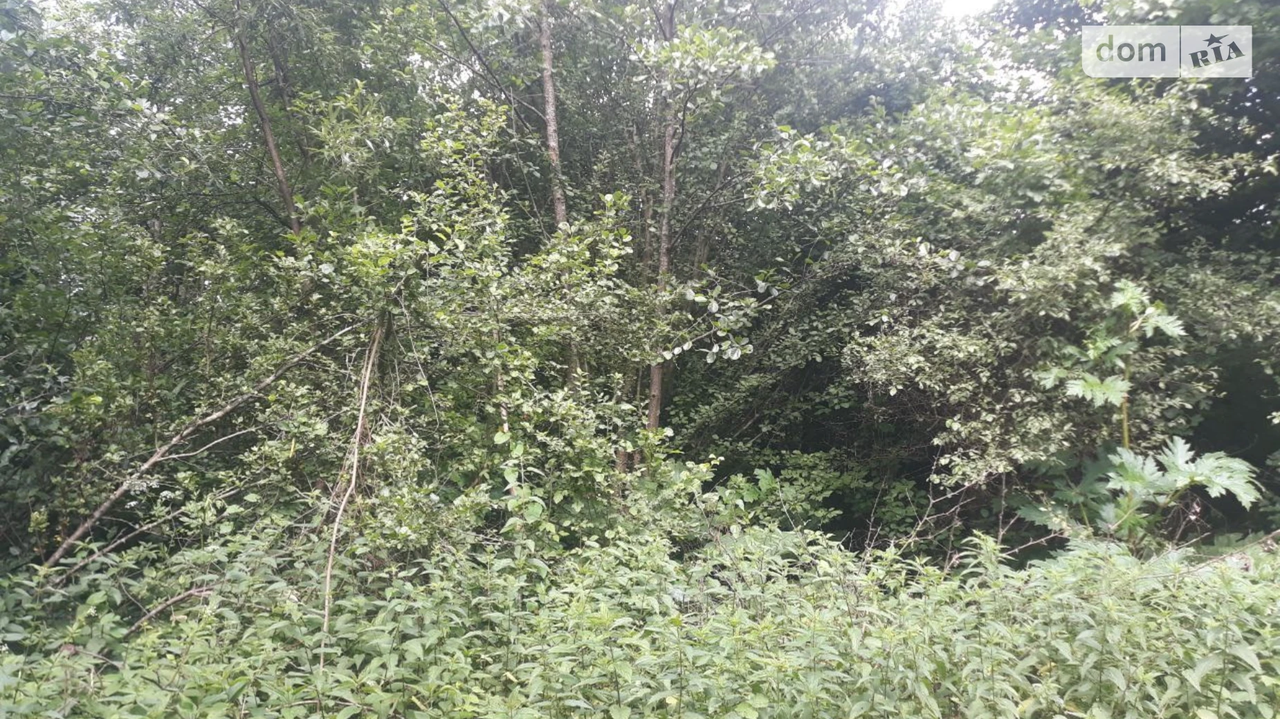 Сдается в аренду земельный участок 1.2354 соток в Ивано-Франковской области, цена: 1718 грн - фото 2