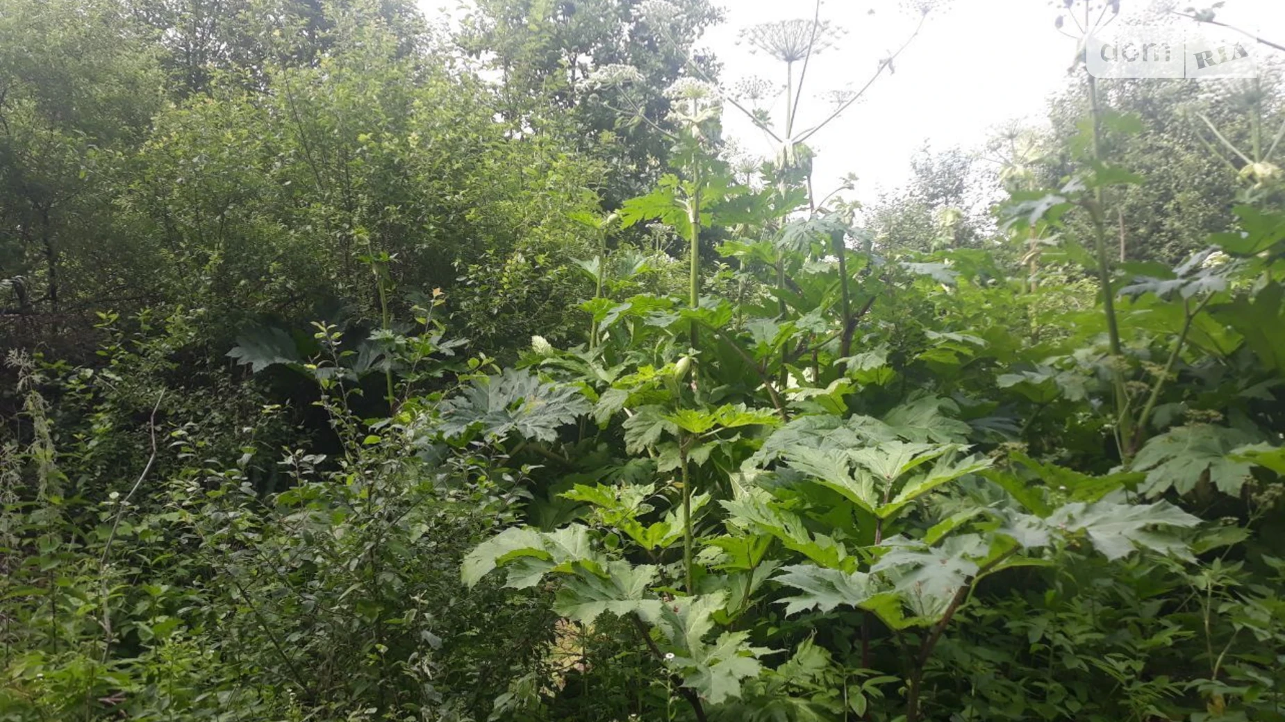 Сдается в аренду земельный участок 1.2354 соток в Ивано-Франковской области, цена: 1718 грн - фото 3