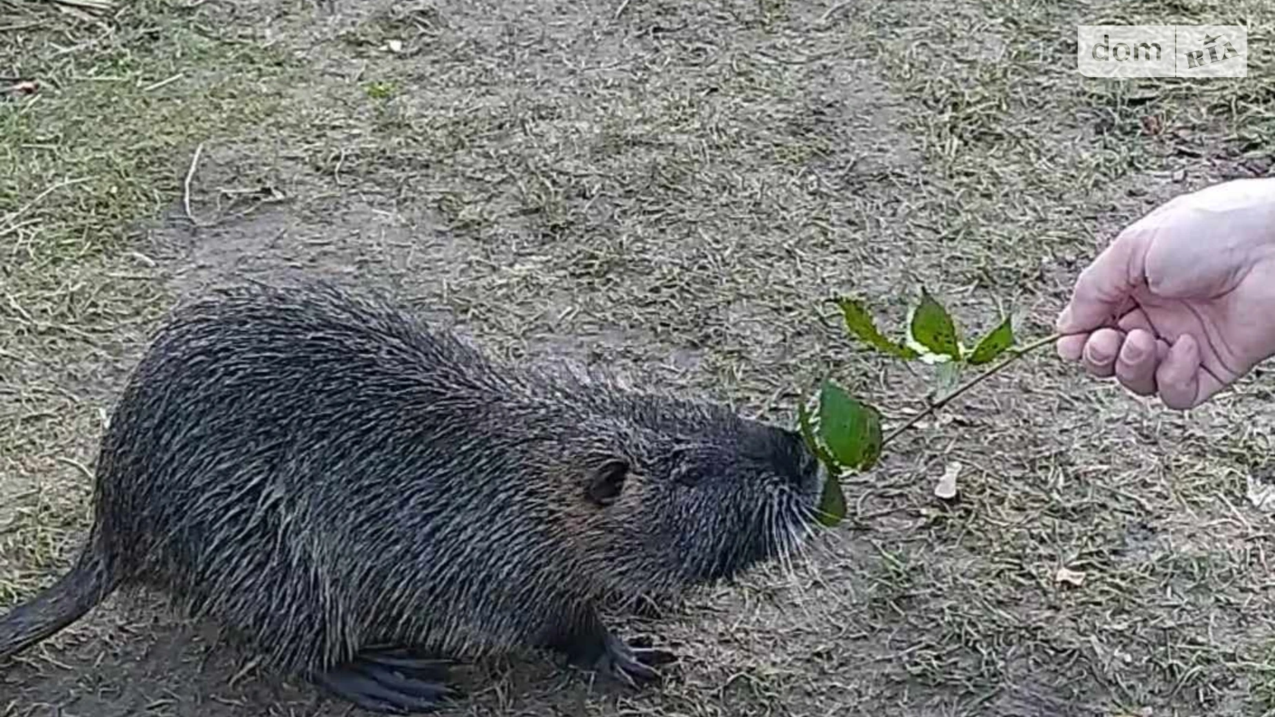 Продается земельный участок 8 соток в Львовской области, цена: 40000 $ - фото 5