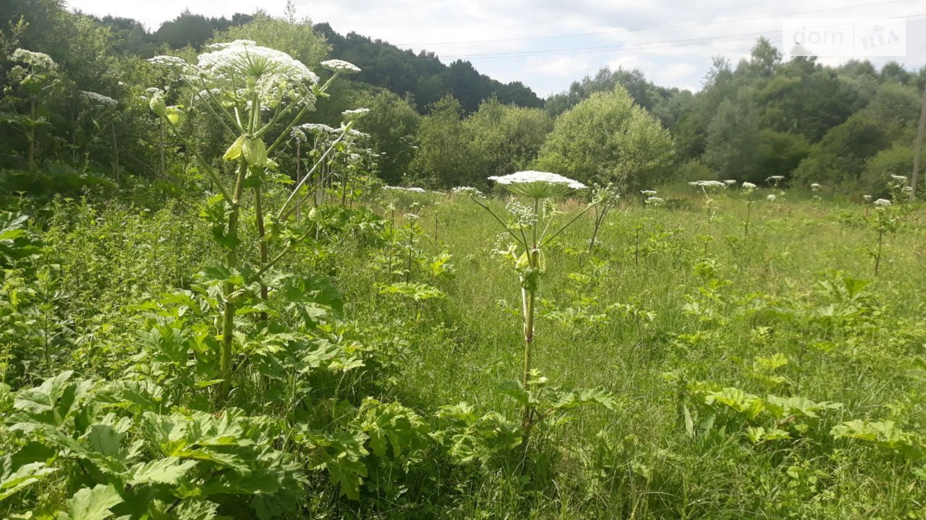 Нивочин, цена: 840 грн - фото 2