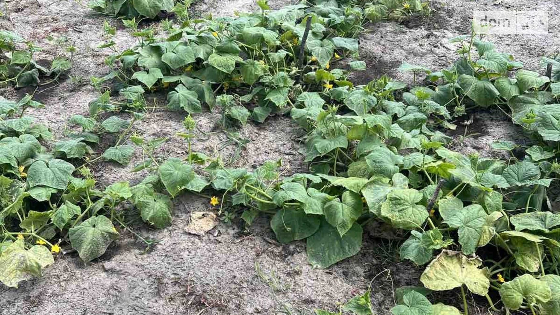 Продається одноповерховий будинок 50 кв. м з бесідкою, цена: 27000 $ - фото 5