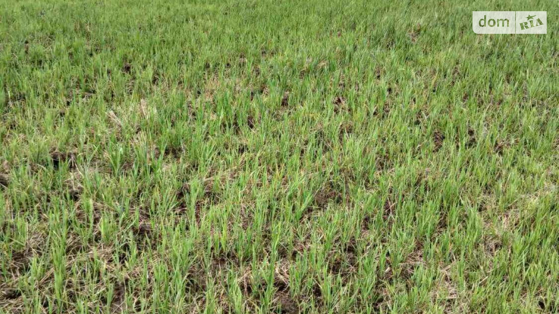 Сдается в аренду земельный участок 1.1883 соток в Киевской области, цена: 4457 грн - фото 2