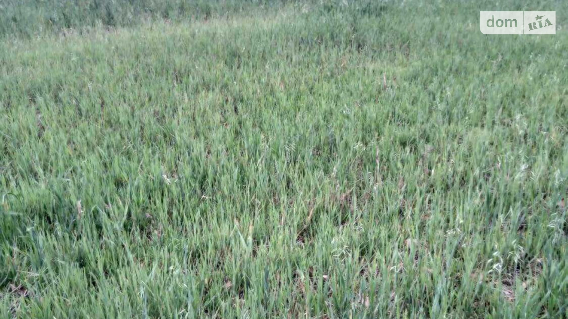 Сдается в аренду земельный участок 1.1883 соток в Киевской области, цена: 4457 грн - фото 3